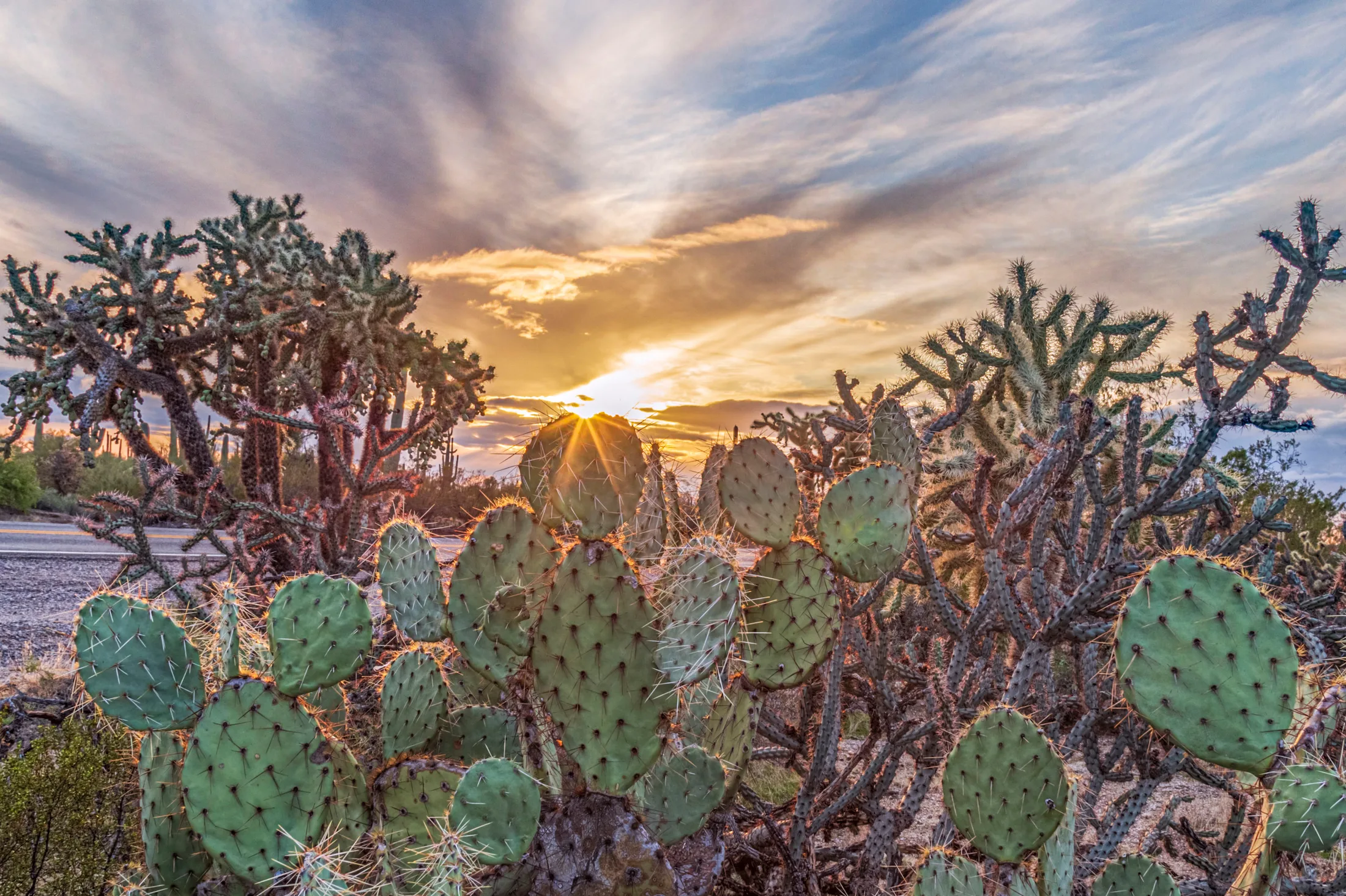 Prickly Pear Florence AZ, sunset and sunrise, a fine art photograph by Michael Joseph Baca