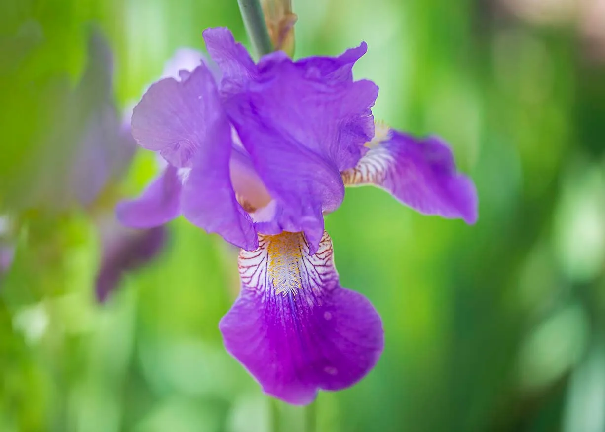 Purple Bearded Iris Boyce Thompson Arboretum, flowers and plants, a fine art photograph by Janell Evelyn Baca