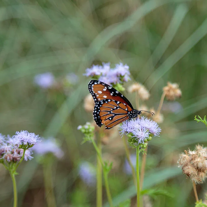 Queen Butterfly on Gregg's Mistflower at San Pedro Riparian National Conservation Area, animals, a fine art photograph