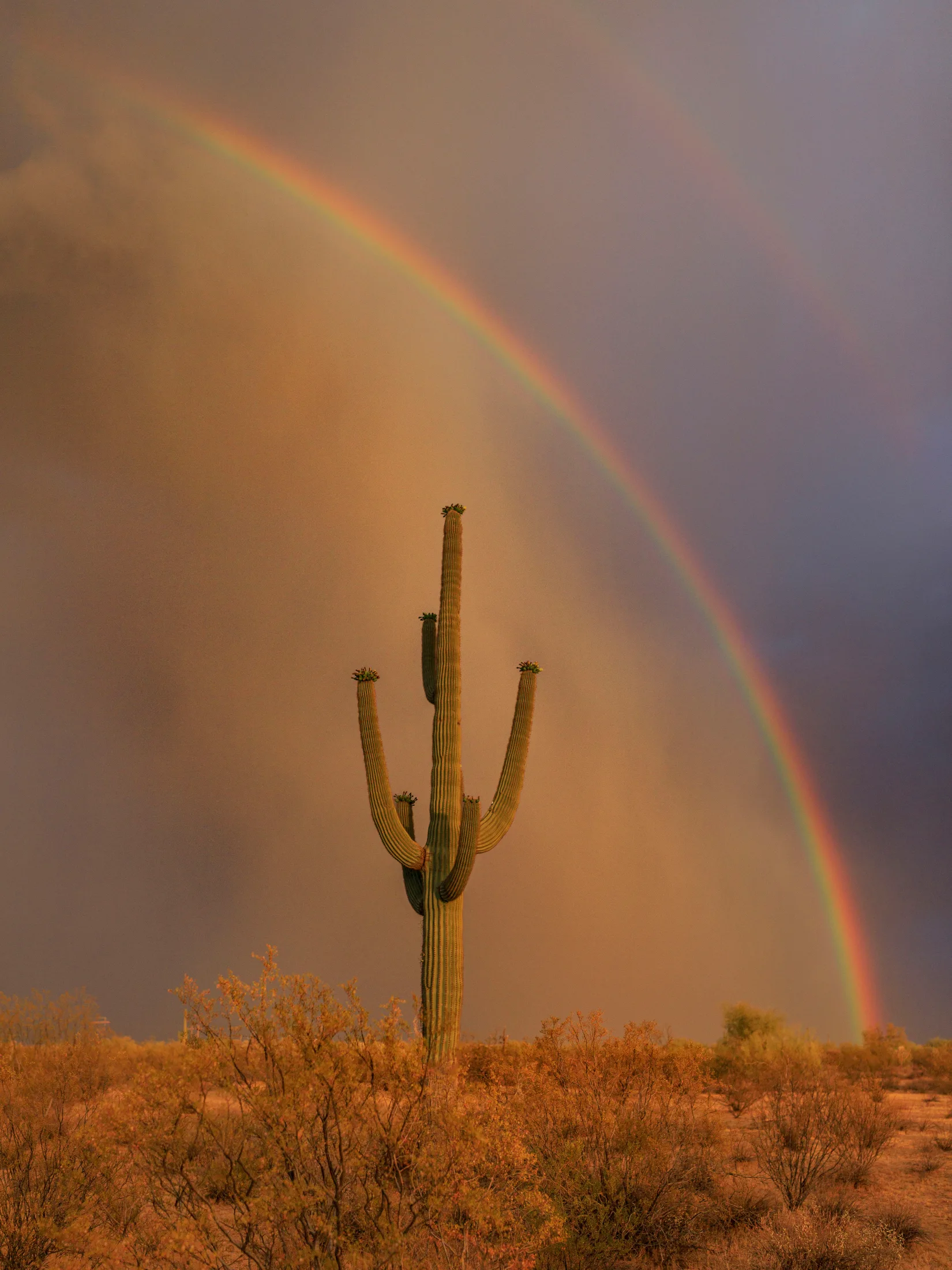 Rainbow Rain and Saguaro Florence AZ, lightning, a fine art photograph by Michael Joseph Baca