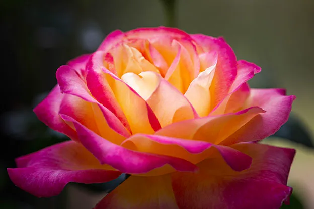 Rainbow Sorbet Rose Boyce Thompson Arboretum dramatic light, flowers and plants, a fine art photograph by Janell Evelyn Baca