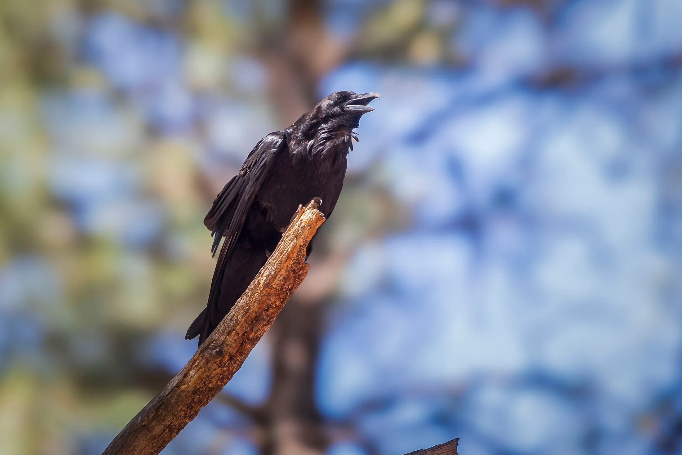 Raven at Bearizona, animals, a fine art photograph by Michael Joseph Baca, Casa de Baca Studios, Florence, Arizona