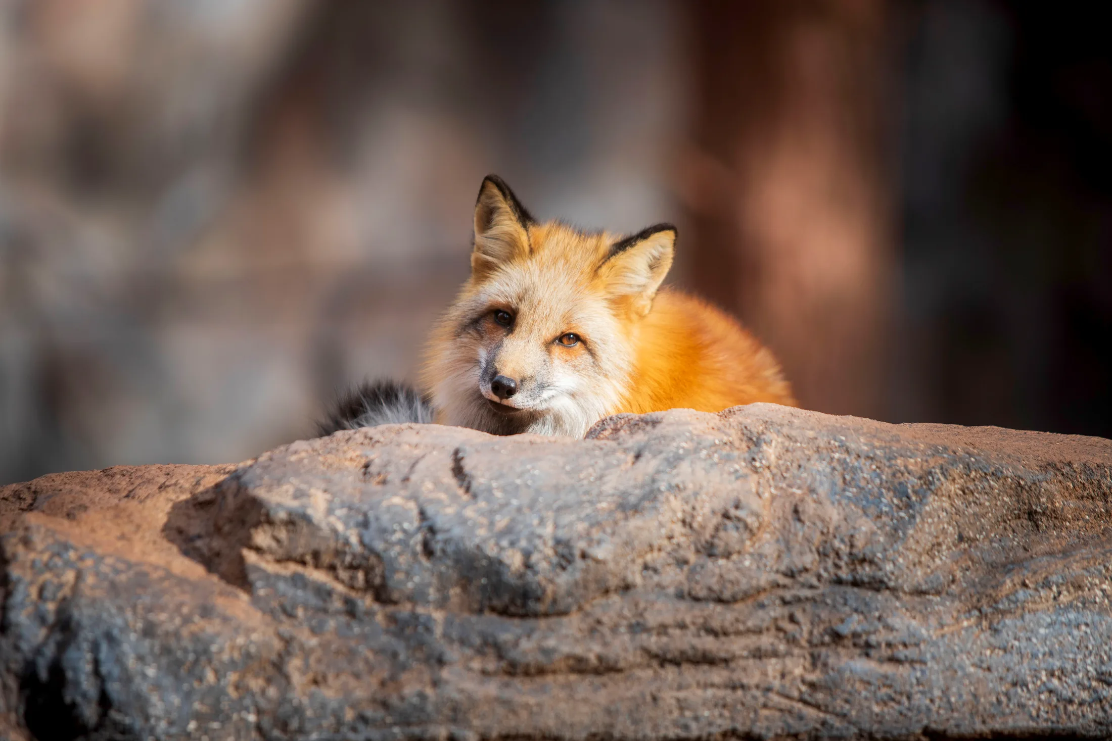 Red Fox at Bearizona, animals, a fine art photograph by Michael Joseph Baca, Casa de Baca Studios, Florence, Arizona
