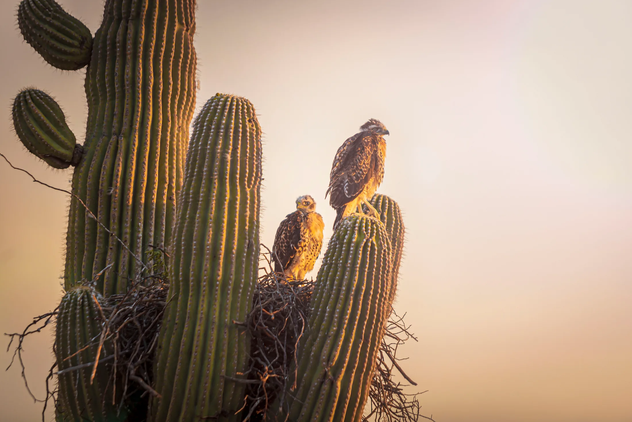 Red-Tailed Hawk Chicks Florence AZ, animals, a fine art photograph by Michael Joseph Baca