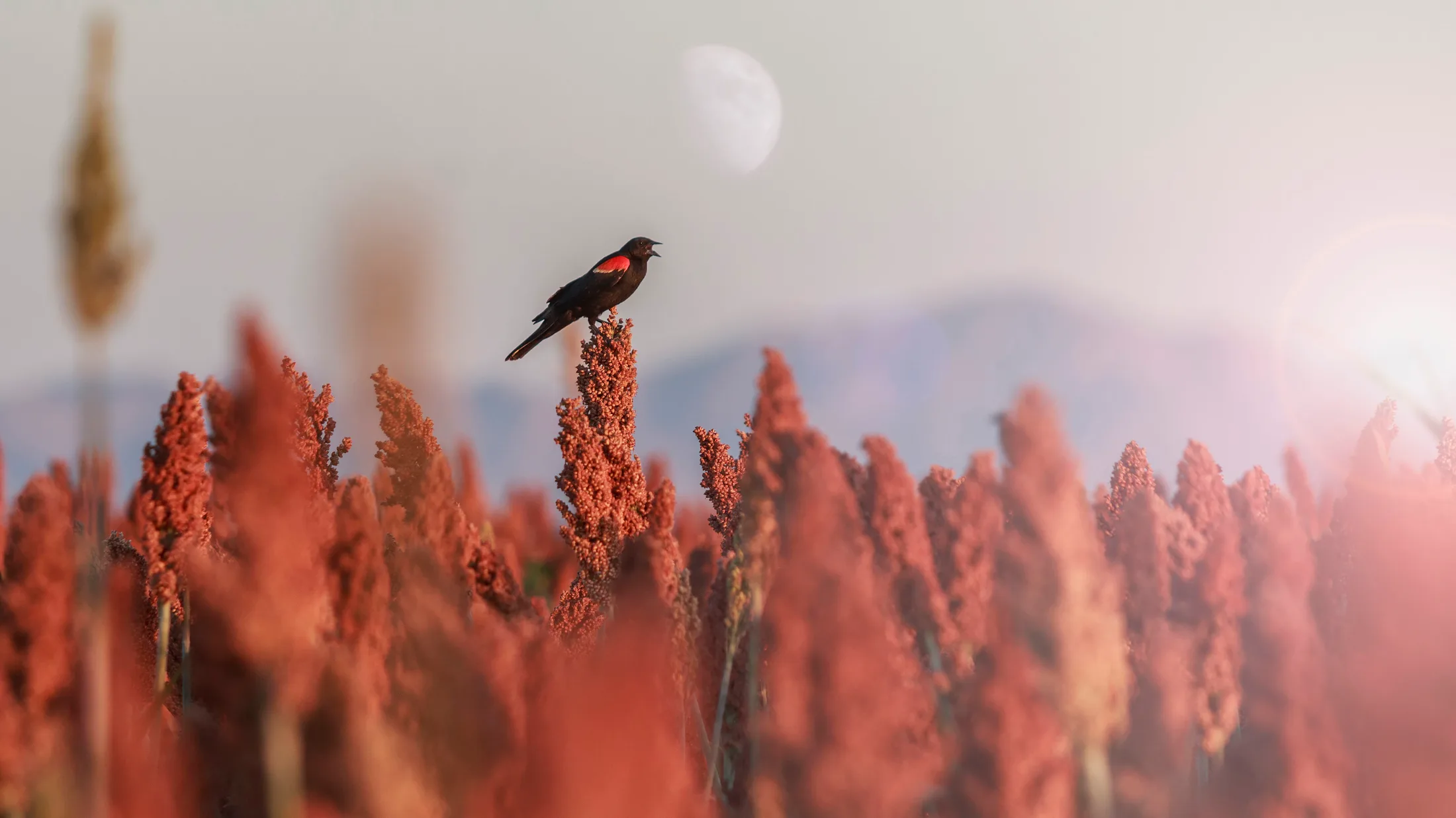 Red-Winged Blackbird Coolidge AZ, animals, a fine art photograph by Michael Joseph Baca