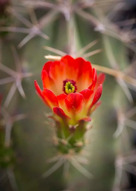 Red & Yellow Bloom of a Claret Cup Hedgehog Cactus Boyce Thompson Arboretum, flowers and plants, a fine art photograph