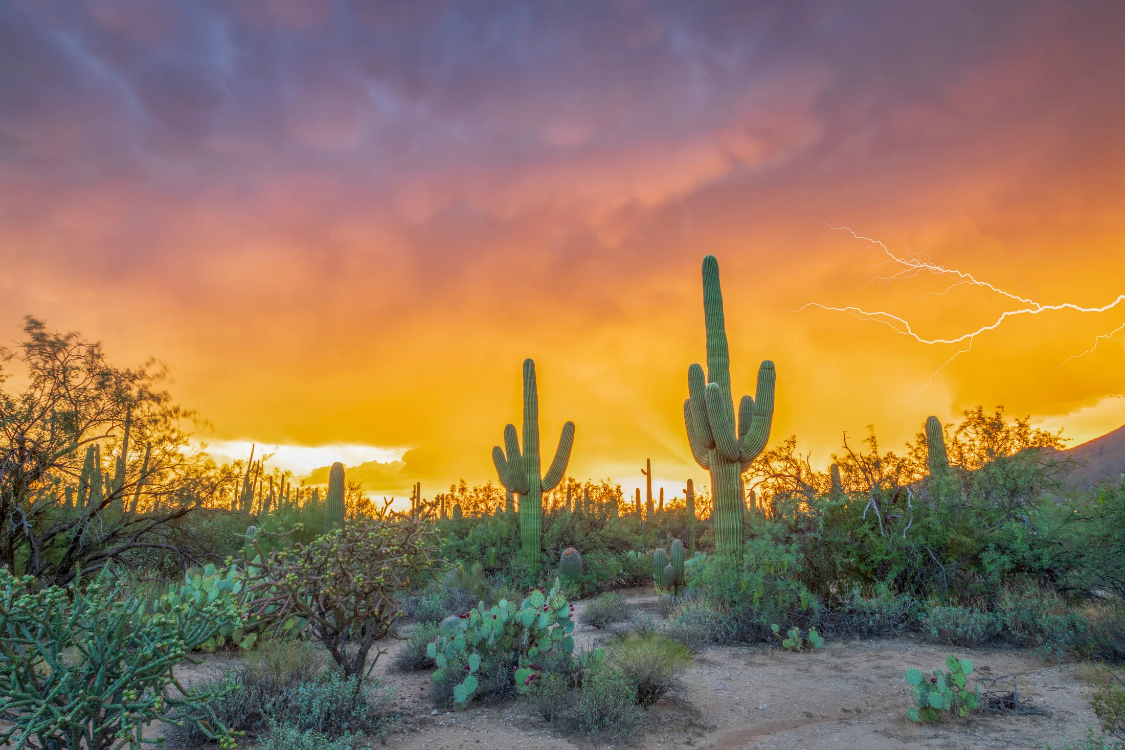Sabino Canyon Tucson Az, lightning, a fine art photograph by Michael Joseph Baca, Casa de Baca Studios, Florence, Arizona