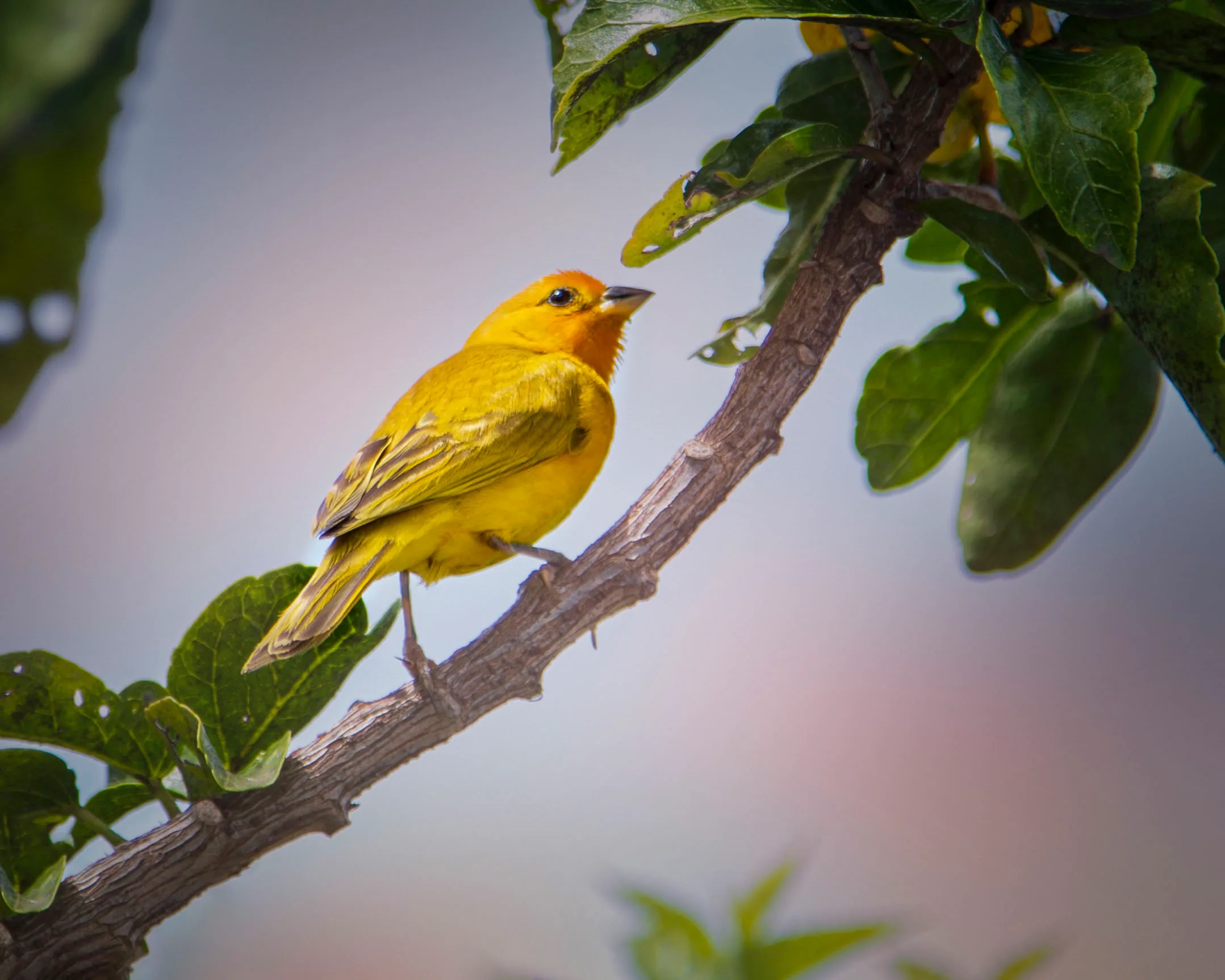Saffron Finch Hawaii, animals, a fine art photograph by Michael Joseph Baca, Casa de Baca Studios, Florence, Arizona