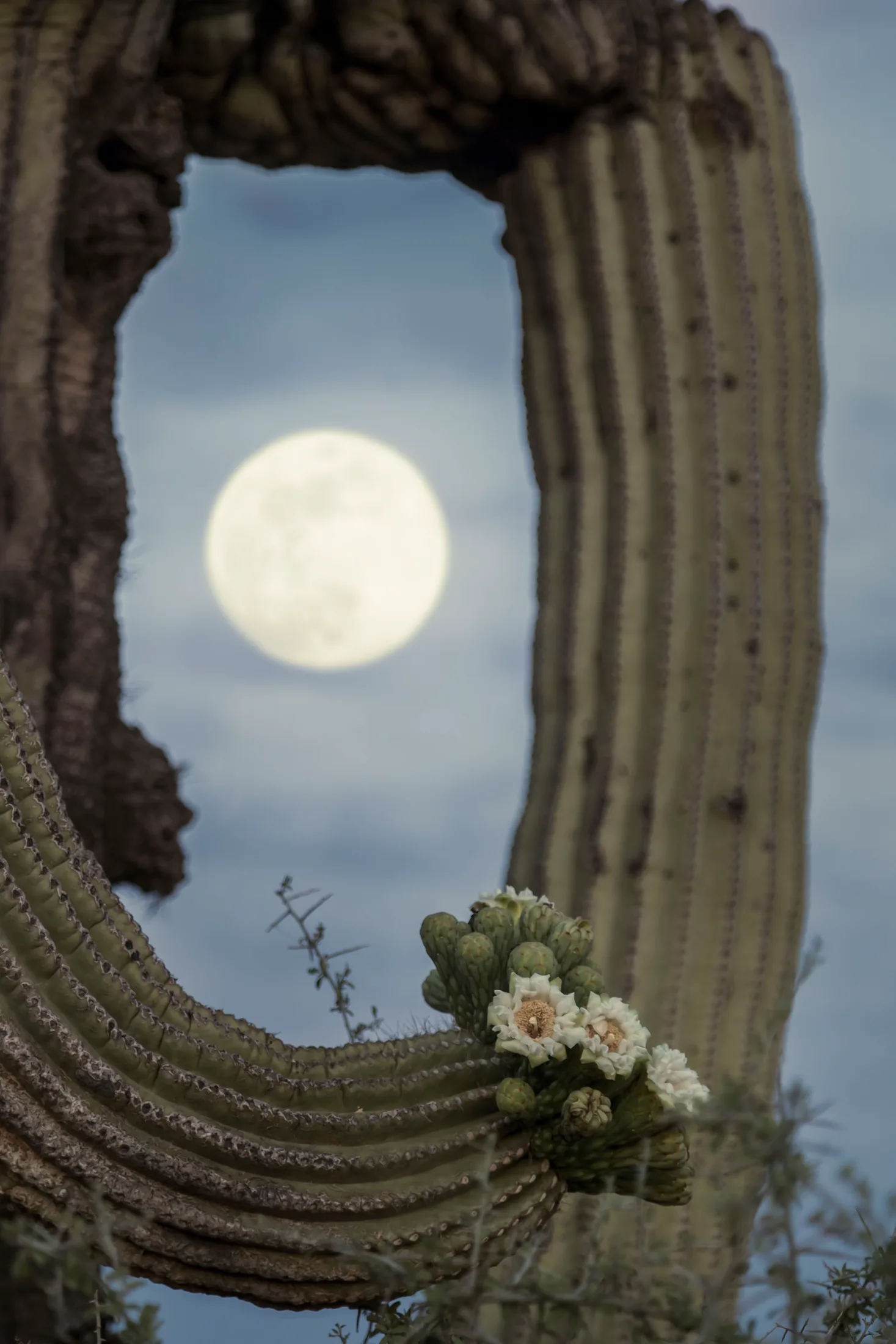 Saguaro Blossoms and Moon Florence AZ, flowers and plants, a fine art photograph by Michael Joseph Baca