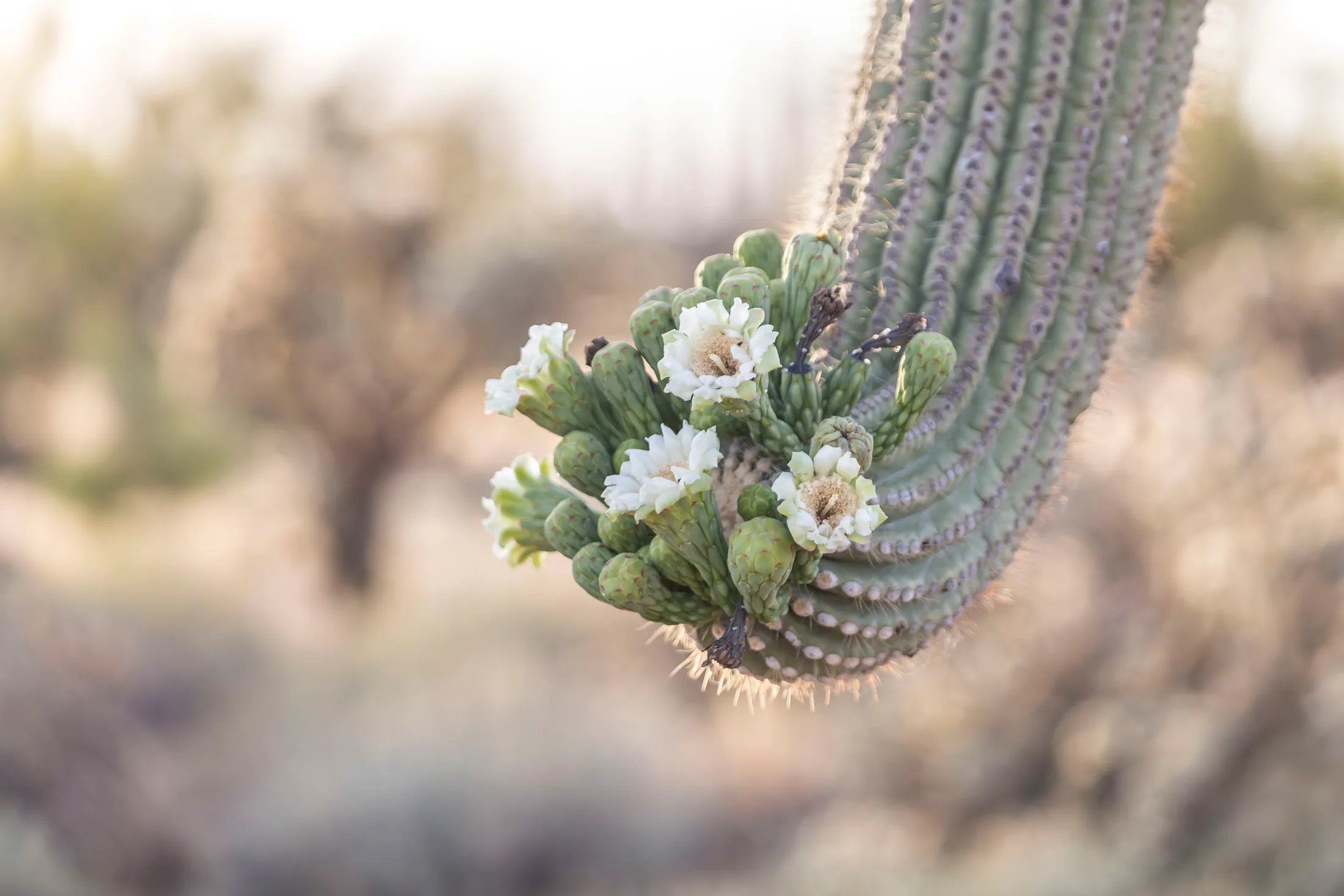 Saguaro Blossoms Florence AZ, flowers and plants, a fine art photograph by Michael Joseph Baca