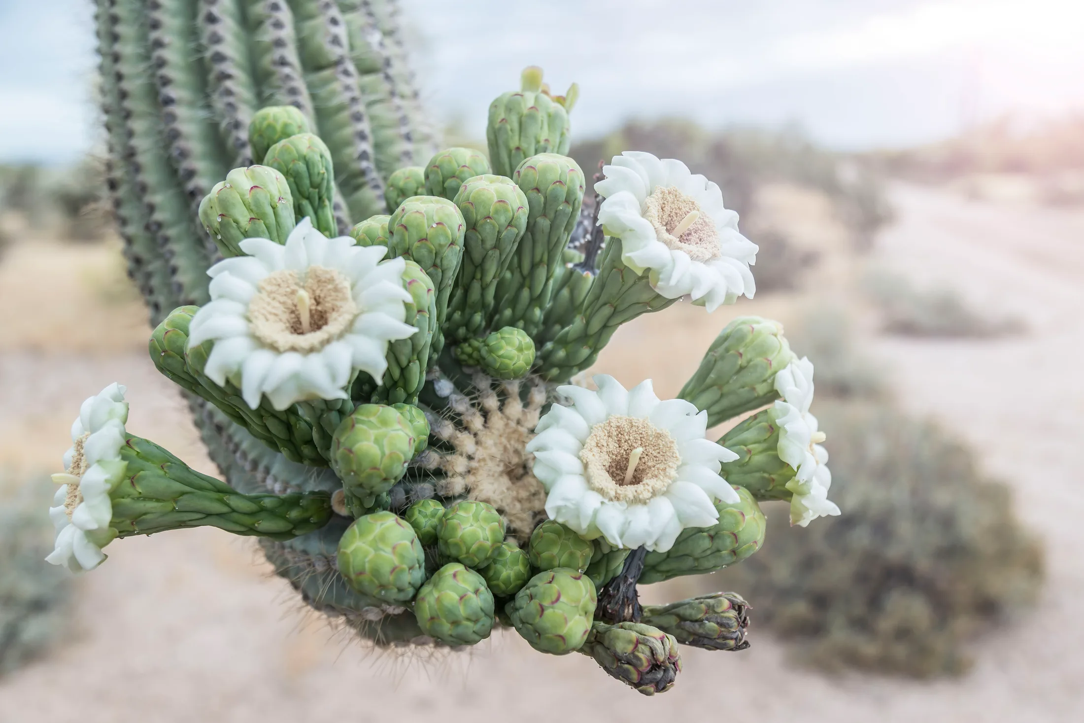 Saguaro Blossoms Florence AZ, flowers and plants, a fine art photograph by Michael Joseph Baca