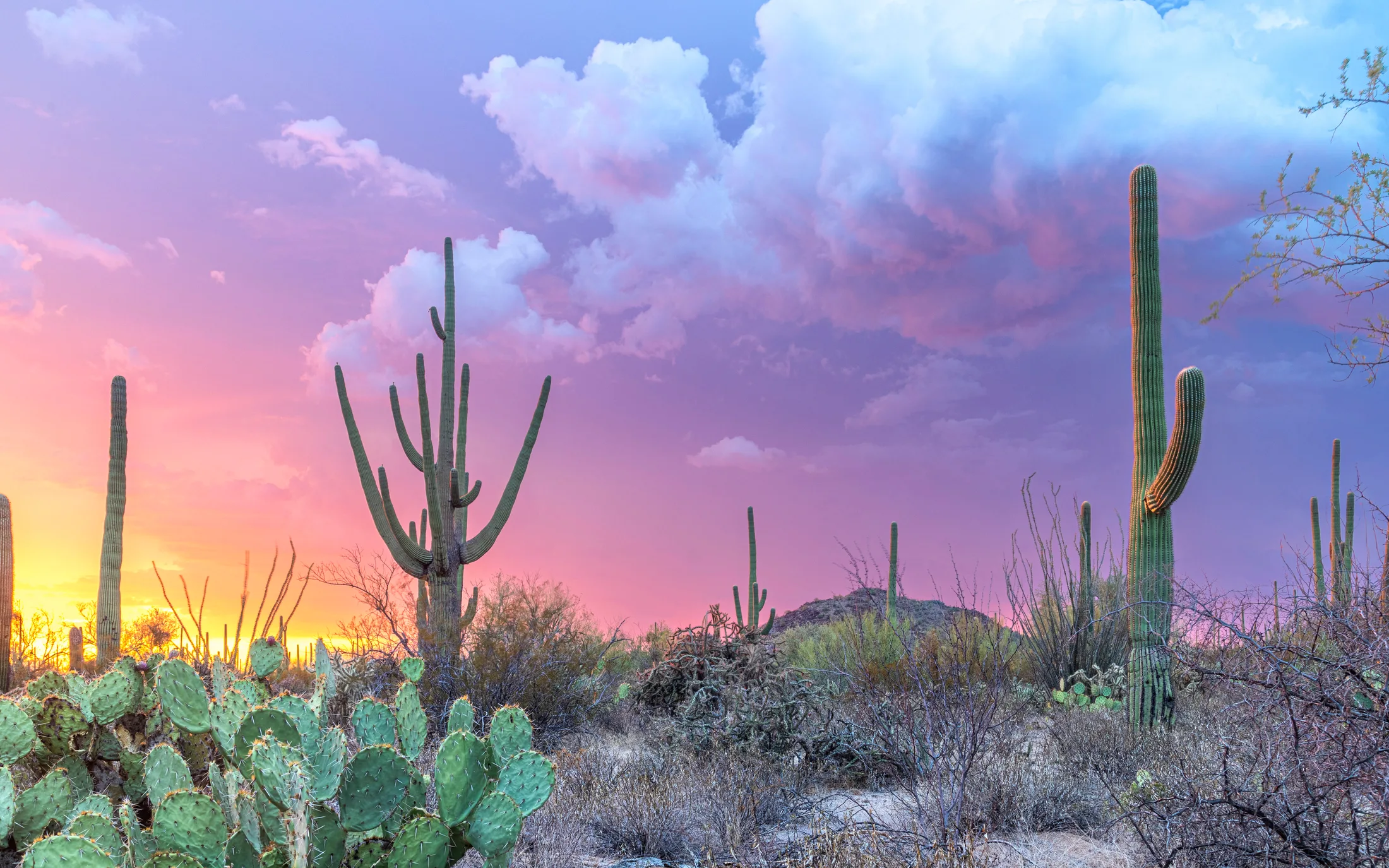 Saguaro National Park Tucson AZ, sunset and sunrise, a fine art photograph by Michael Joseph Baca
