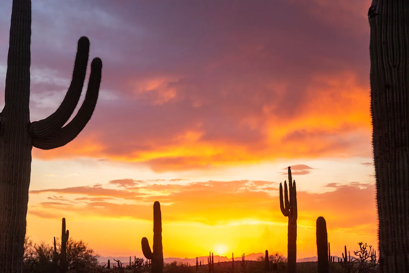 Saguaro Sunset off Florence Kelvin Hwy, a fine art photograph by Janell Evelyn Baca, Casa de Baca Studios, Florence, Arizona