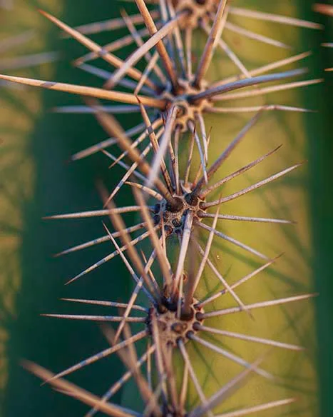 Saguaro, flowers and plants, a fine art photograph by Janell Evelyn Baca, Casa de Baca Studios, Florence, Arizona
