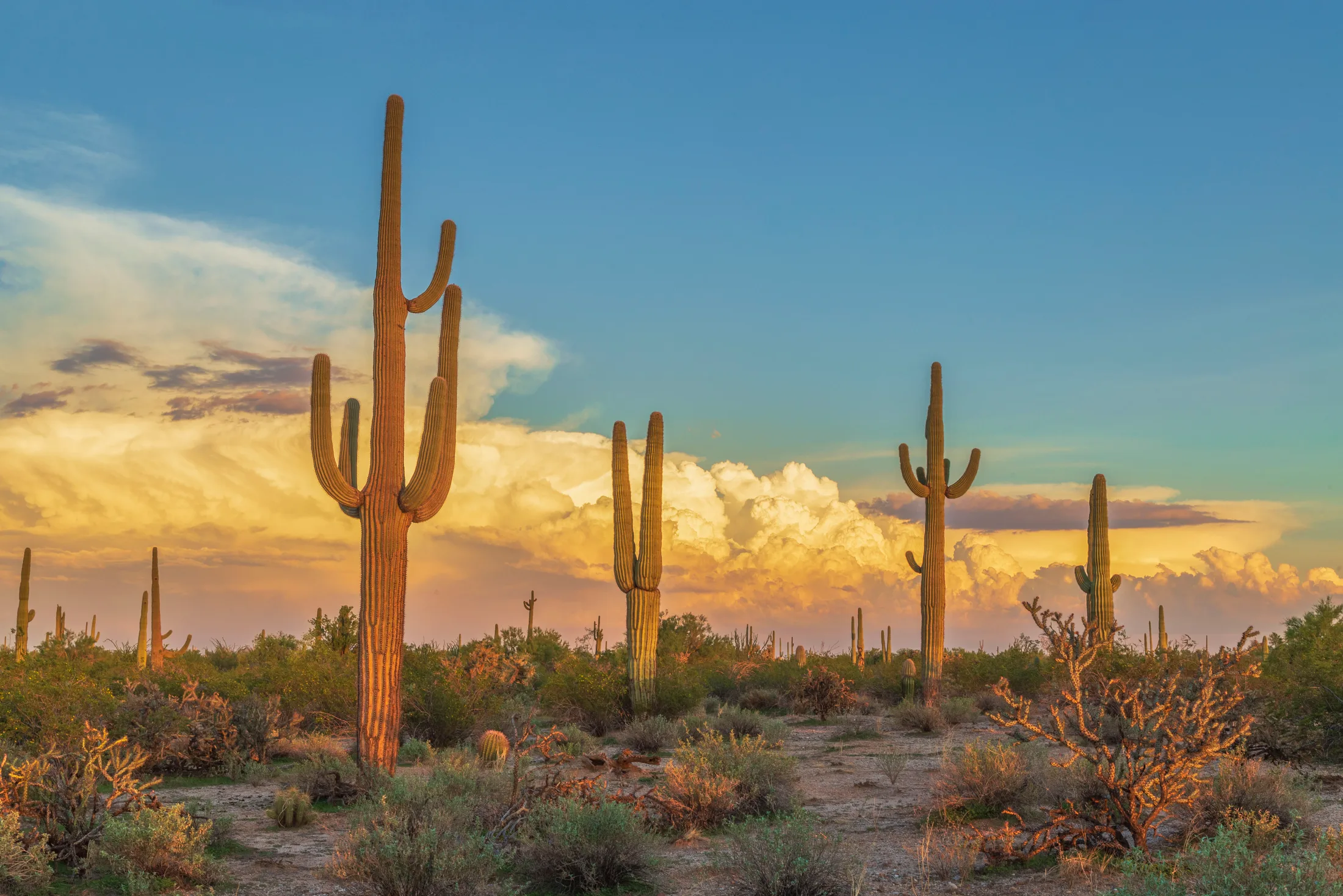Saguaros and Clouds Florence AZ, landscape, a fine art photograph by Michael Joseph Baca