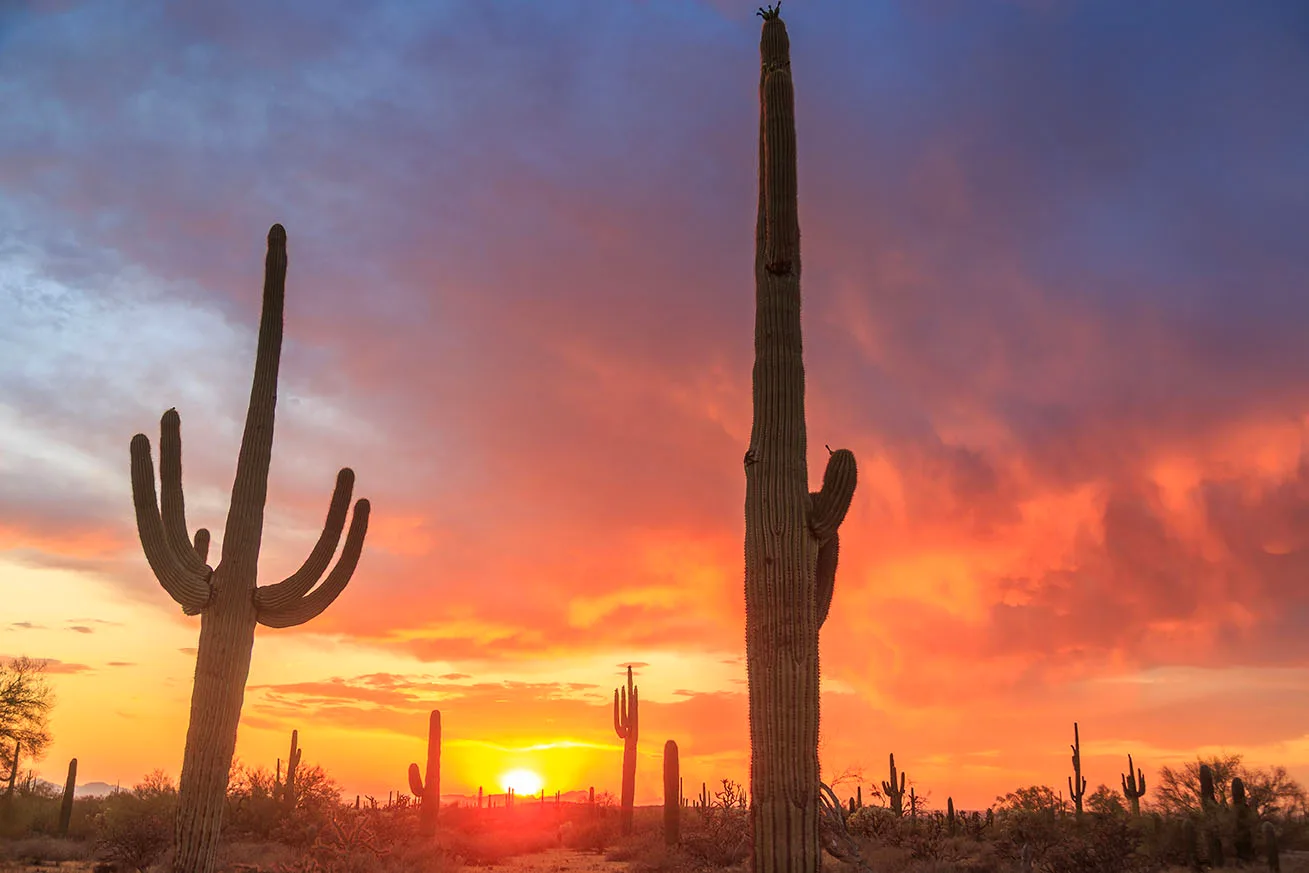 Saguaros and Sunset off Florence Kelvin Highway, a fine art photograph by Janell Evelyn Baca
