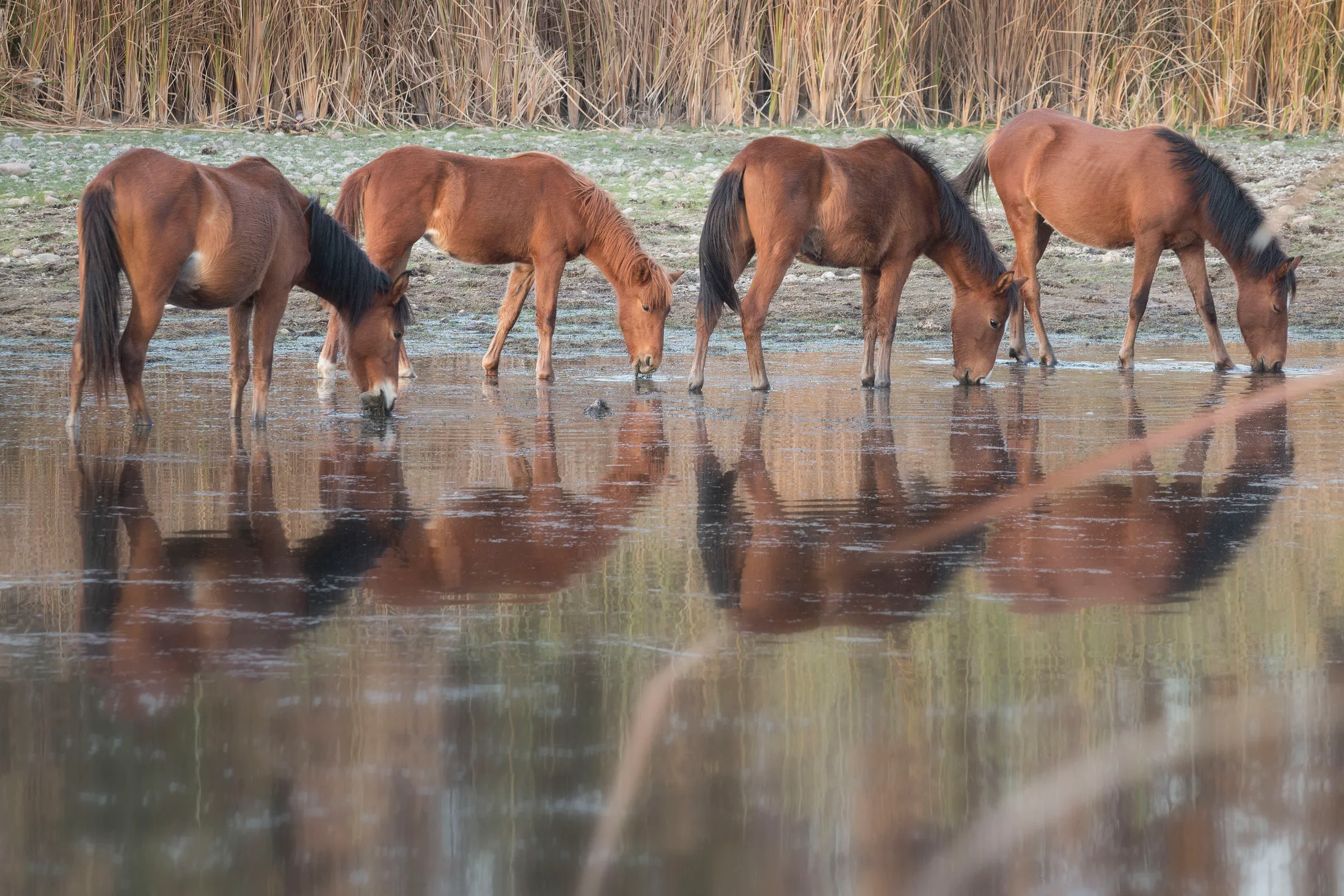 Salt River Arizona, animals, a fine art photograph by Michael Joseph Baca, Casa de Baca Studios, Florence, Arizona