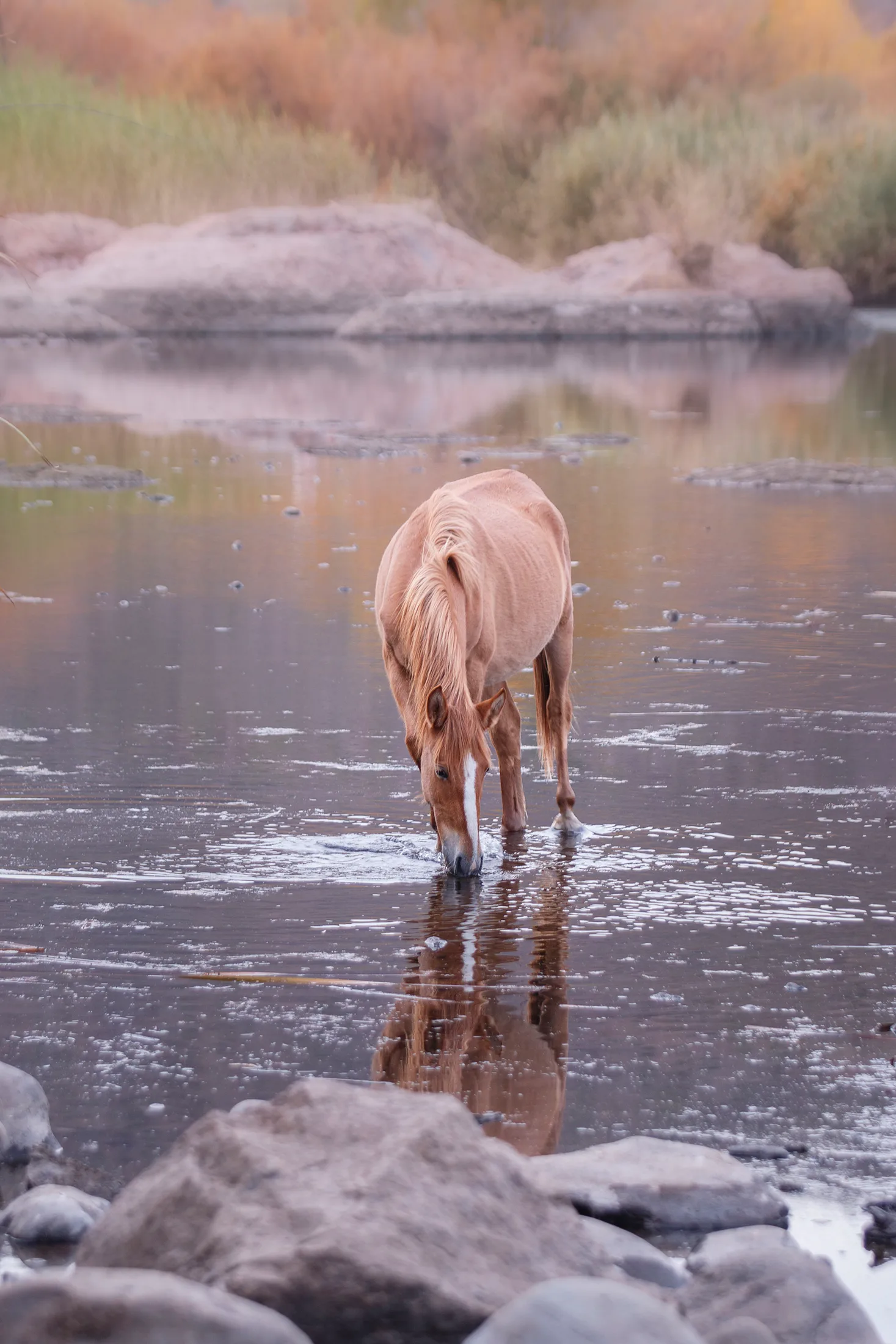 Salt River Arizona, animals, a fine art photograph by Michael Joseph Baca, Casa de Baca Studios, Florence, Arizona