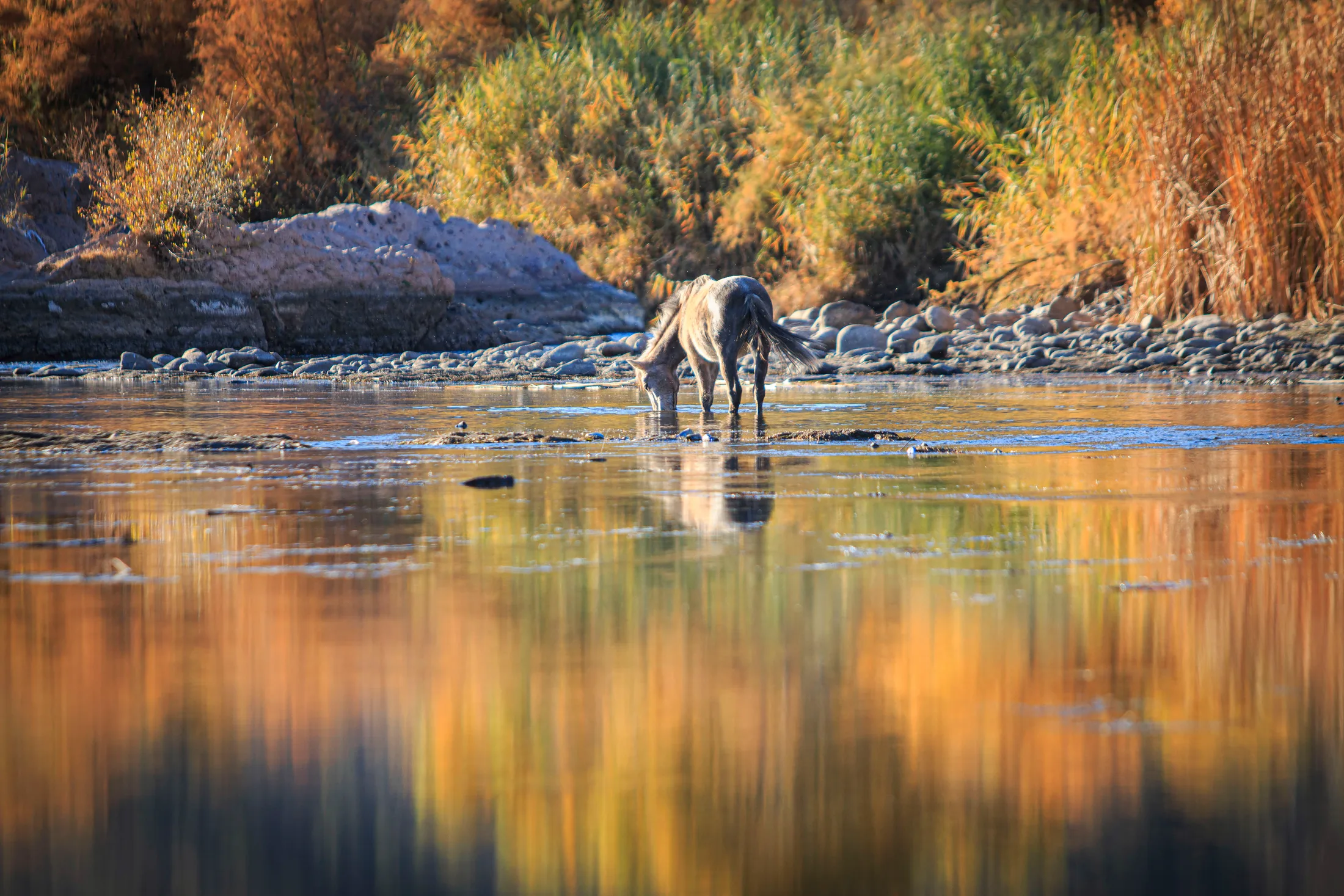 Salt River Horse Arizona, animals, a fine art photograph by Michael Joseph Baca, Casa de Baca Studios, Florence, Arizona