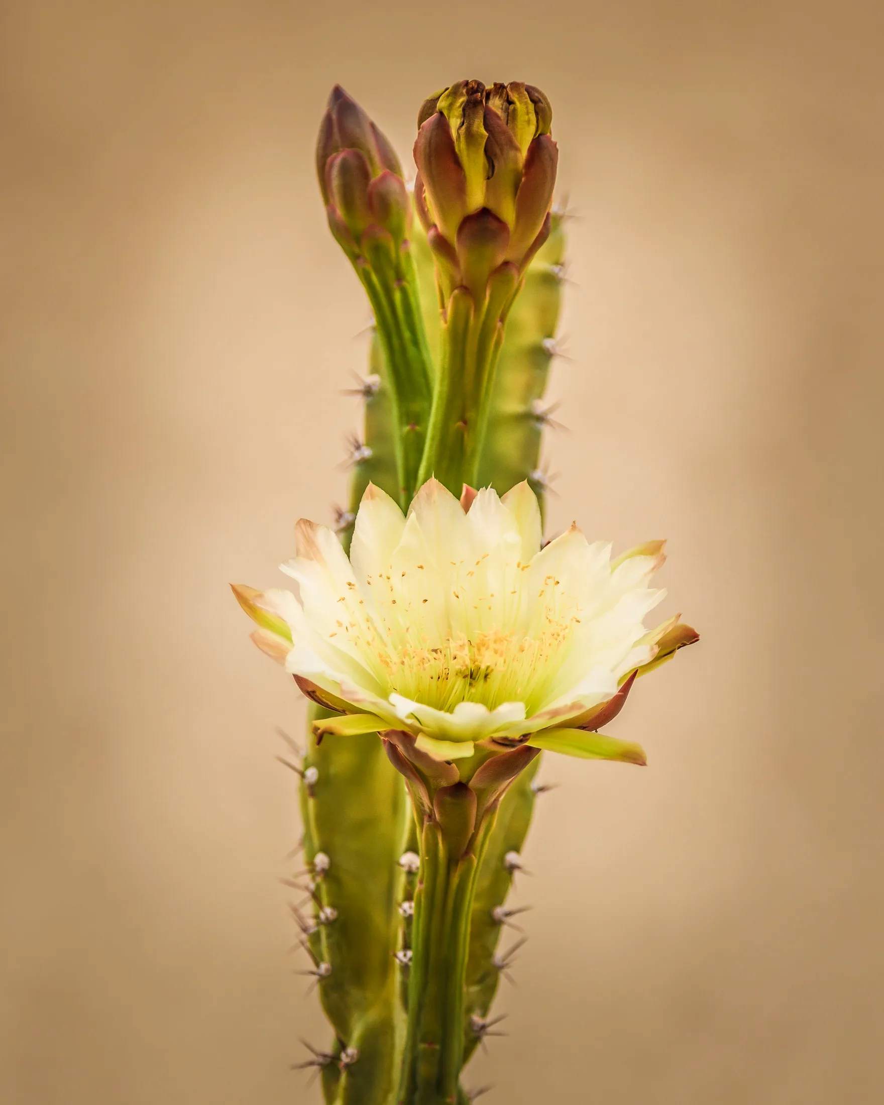 San Pedro Cactus Bloom Florence AZ, flowers and plants, a fine art photograph by Michael Joseph Baca