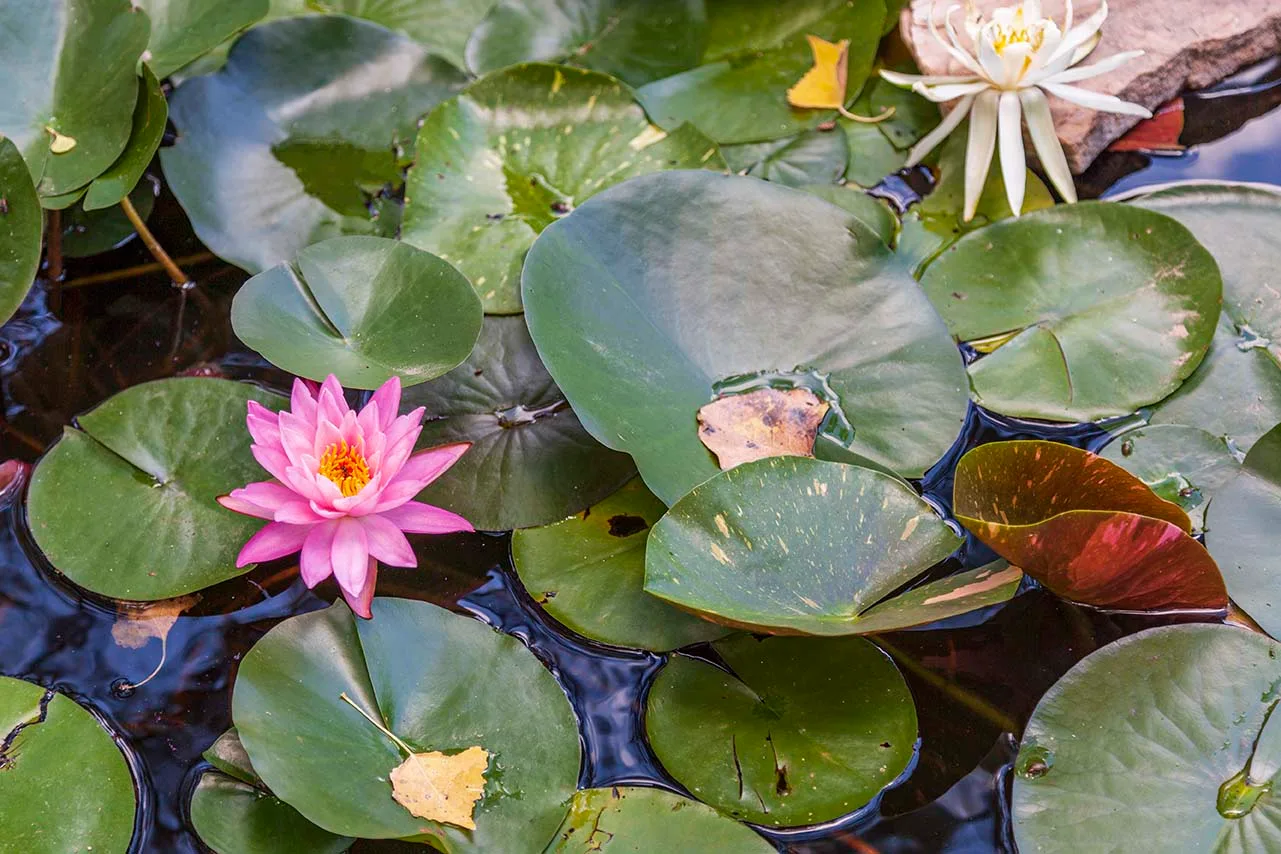 San Pedro Riparian Water Lily, flowers and plants, a fine art photograph by Janell Evelyn Baca