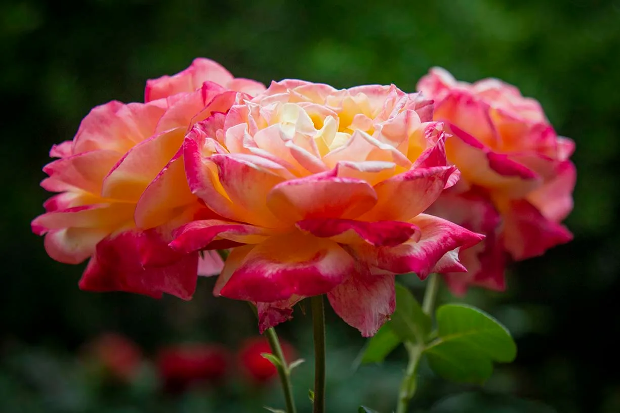 Sheila's Perfume Rose at Boyce Thompson Arboretum, flowers and plants, a fine art photograph by Janell Evelyn Baca