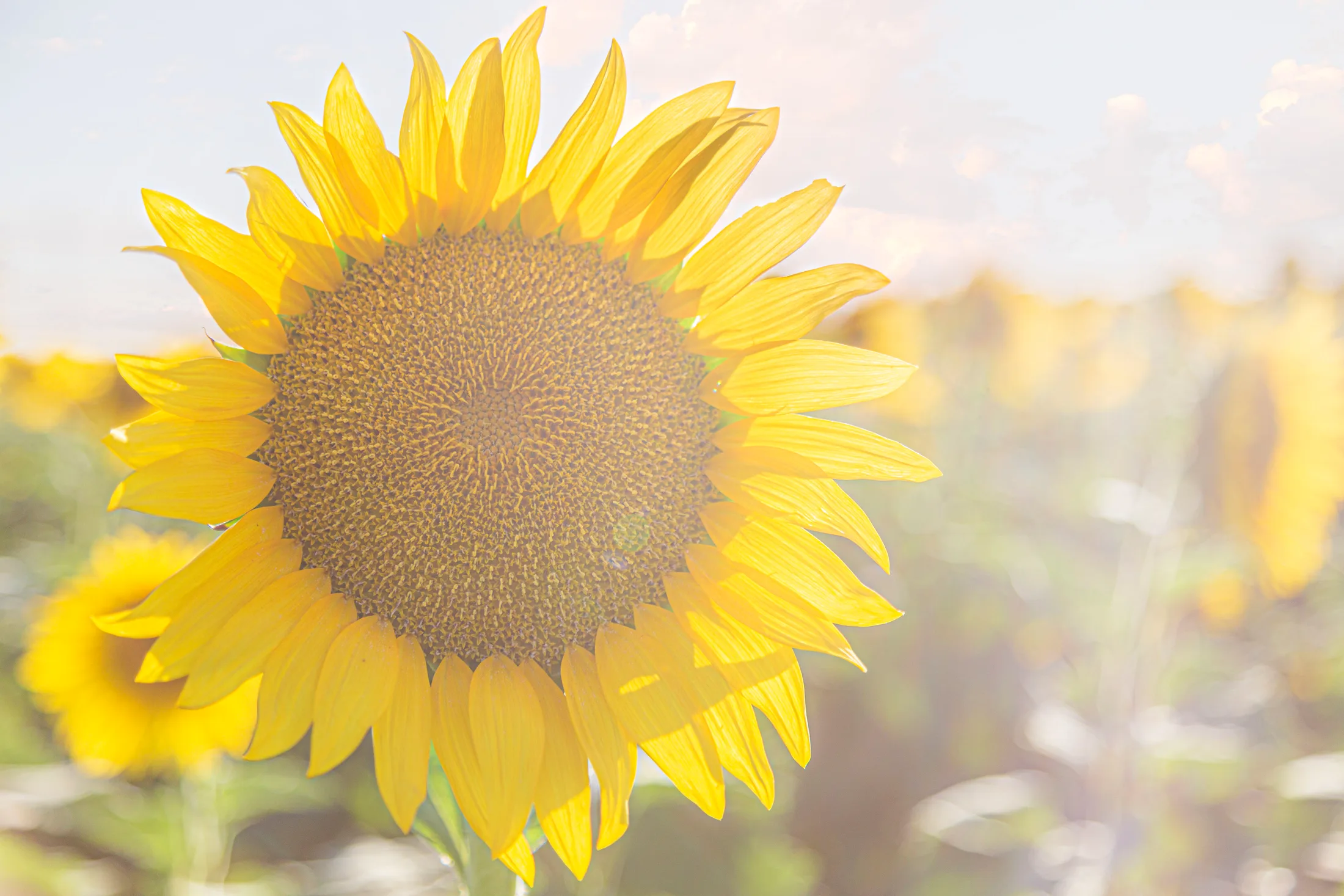 Sunflower Coolidge AZ, flowers and plants, a fine art photograph by Michael Joseph Baca
