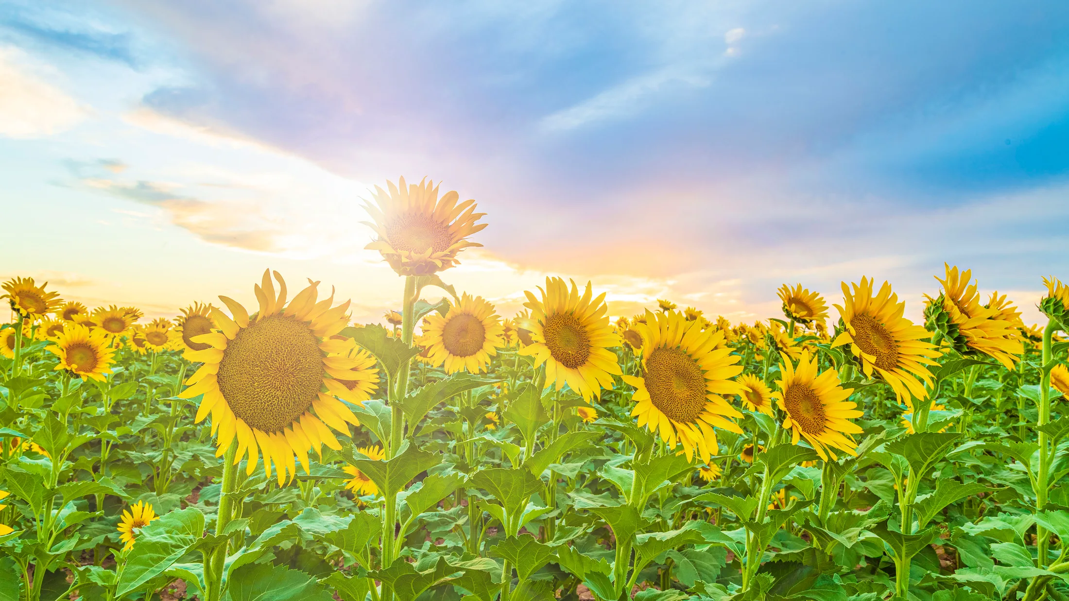 Sunflowers Coolidge AZ, a fine art photograph by Michael Joseph Baca, Casa de Baca Studios, Florence, Arizona
