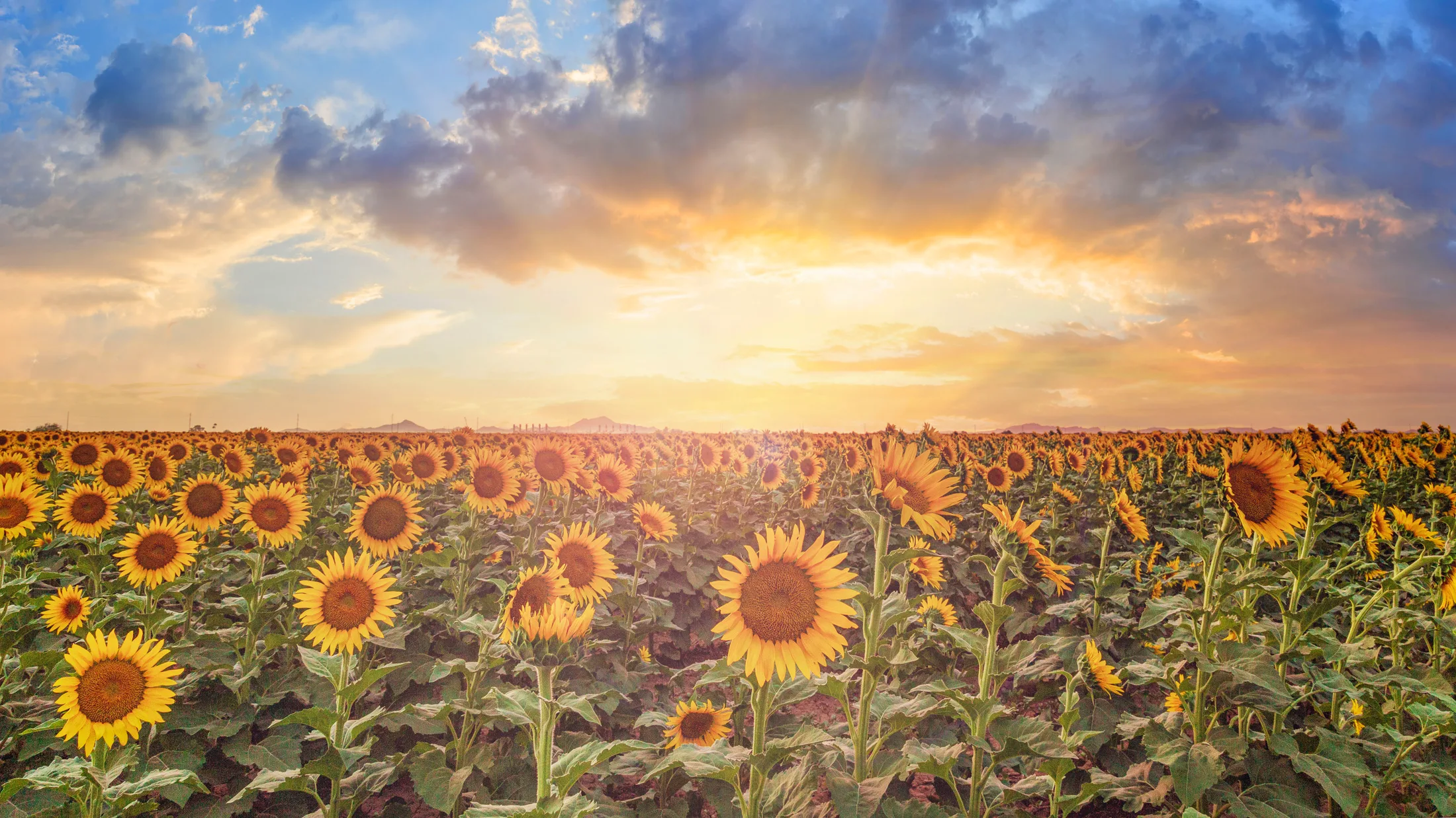 Sunflowers Coolidge AZ, a fine art photograph by Michael Joseph Baca, Casa de Baca Studios, Florence, Arizona