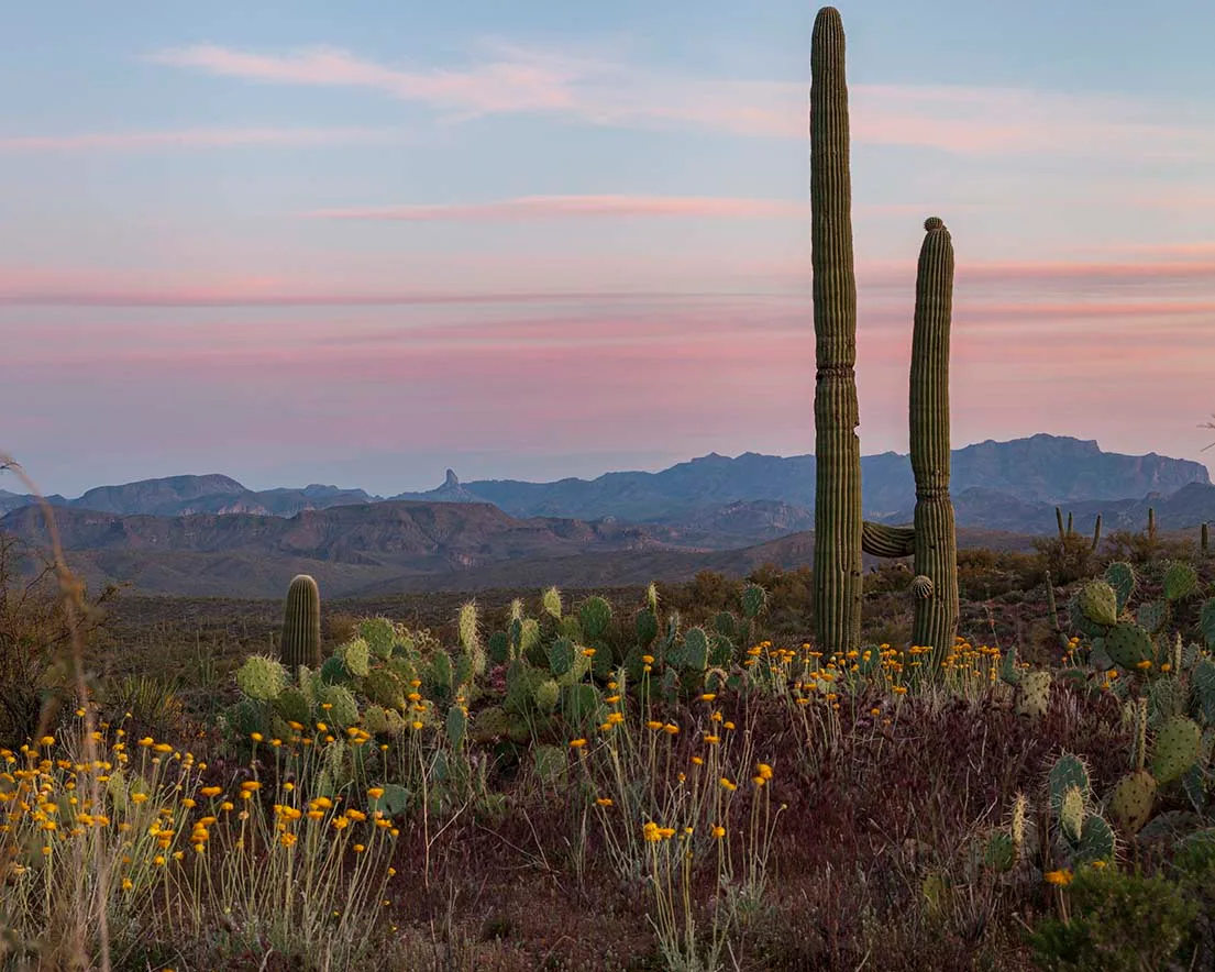 Superstitions Wilderness with a distant Weaver's Needle, sunset and sunrise, a fine art photograph by Janell Evelyn Baca