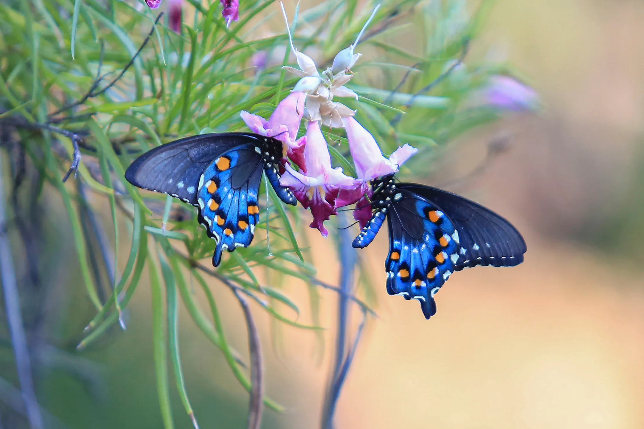 Swallowtail Butterflies Boyce Thompson Arboretum AZ, animals, a fine art photograph by Michael Joseph Baca