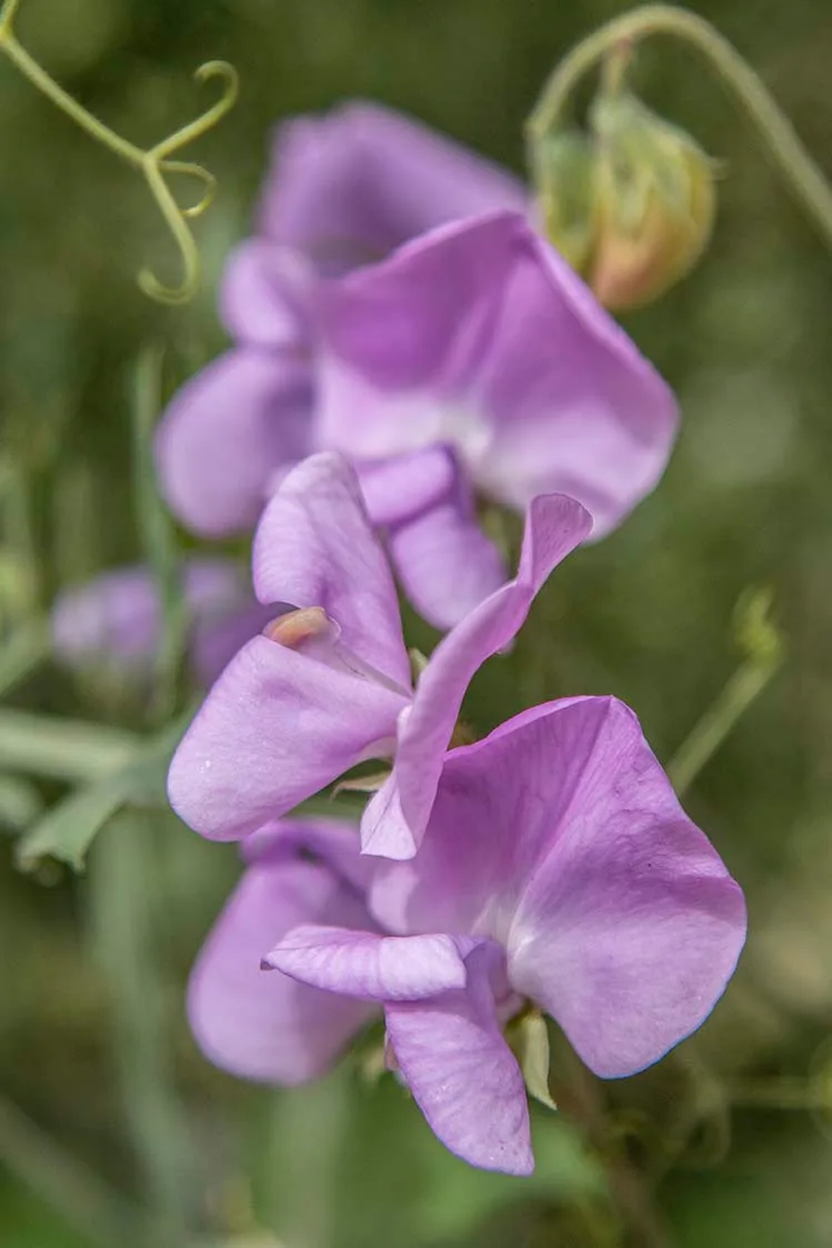 Sweet Pea Flowers at Boyce Thompson Arboretum, a fine art photograph by Janell Evelyn Baca