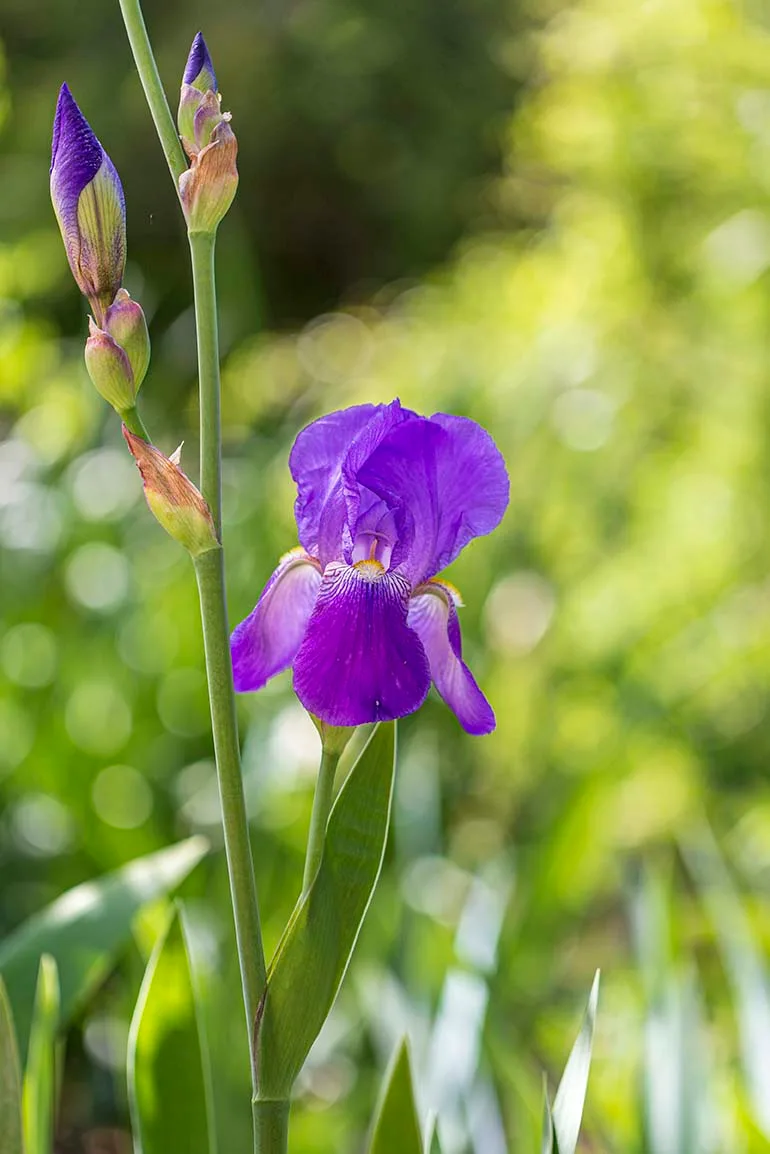 Tall Bearded Iris Boyce Thompson Arboretum, flowers and plants, a fine art photograph by Janell Evelyn Baca