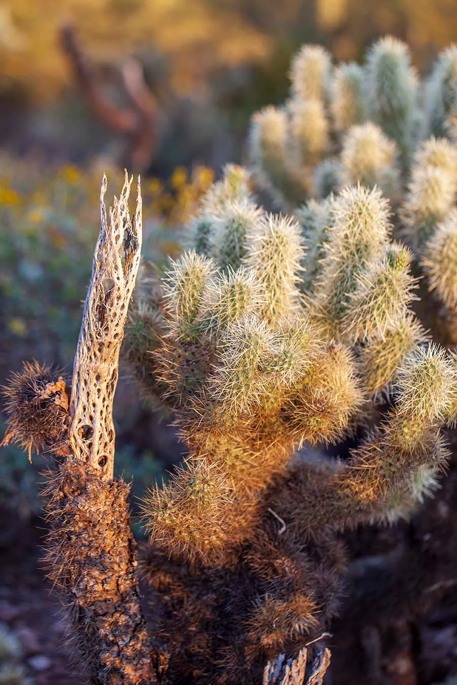 Teddybear Cholla Superstition Wilderness, flowers and plants, a fine art photograph by Janell Evelyn Baca