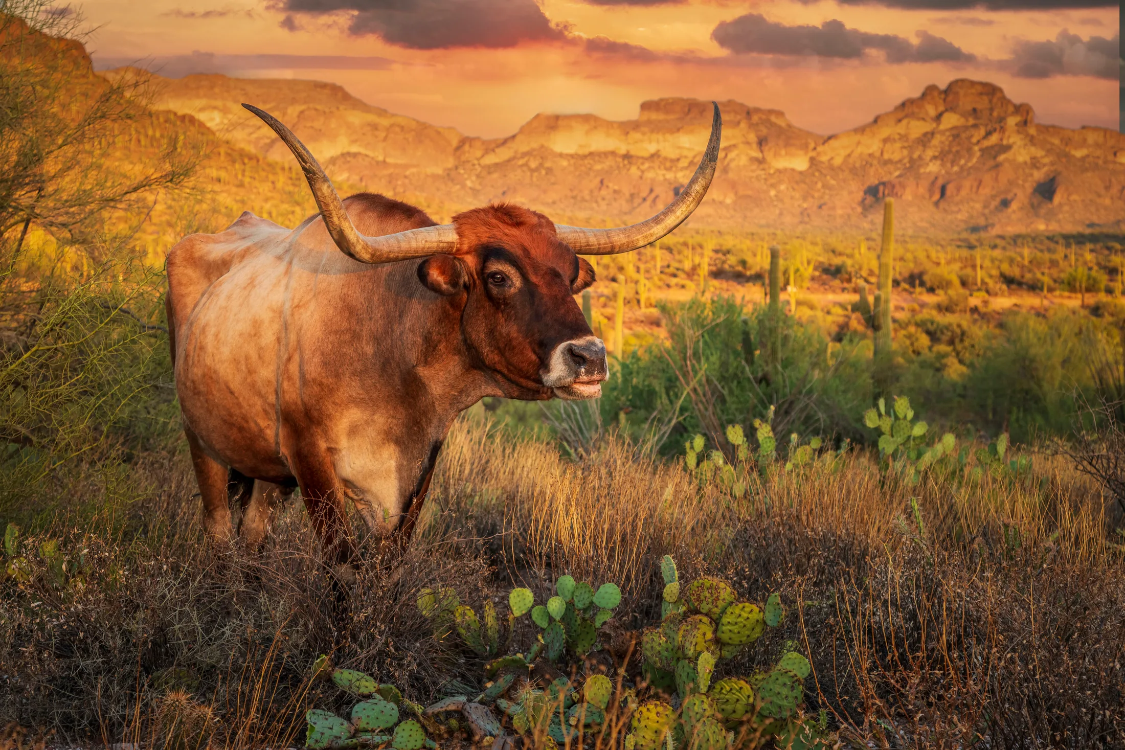 Texas Longhorn in Arizona near Peralta, animals, a fine art photograph by Michael Joseph Baca