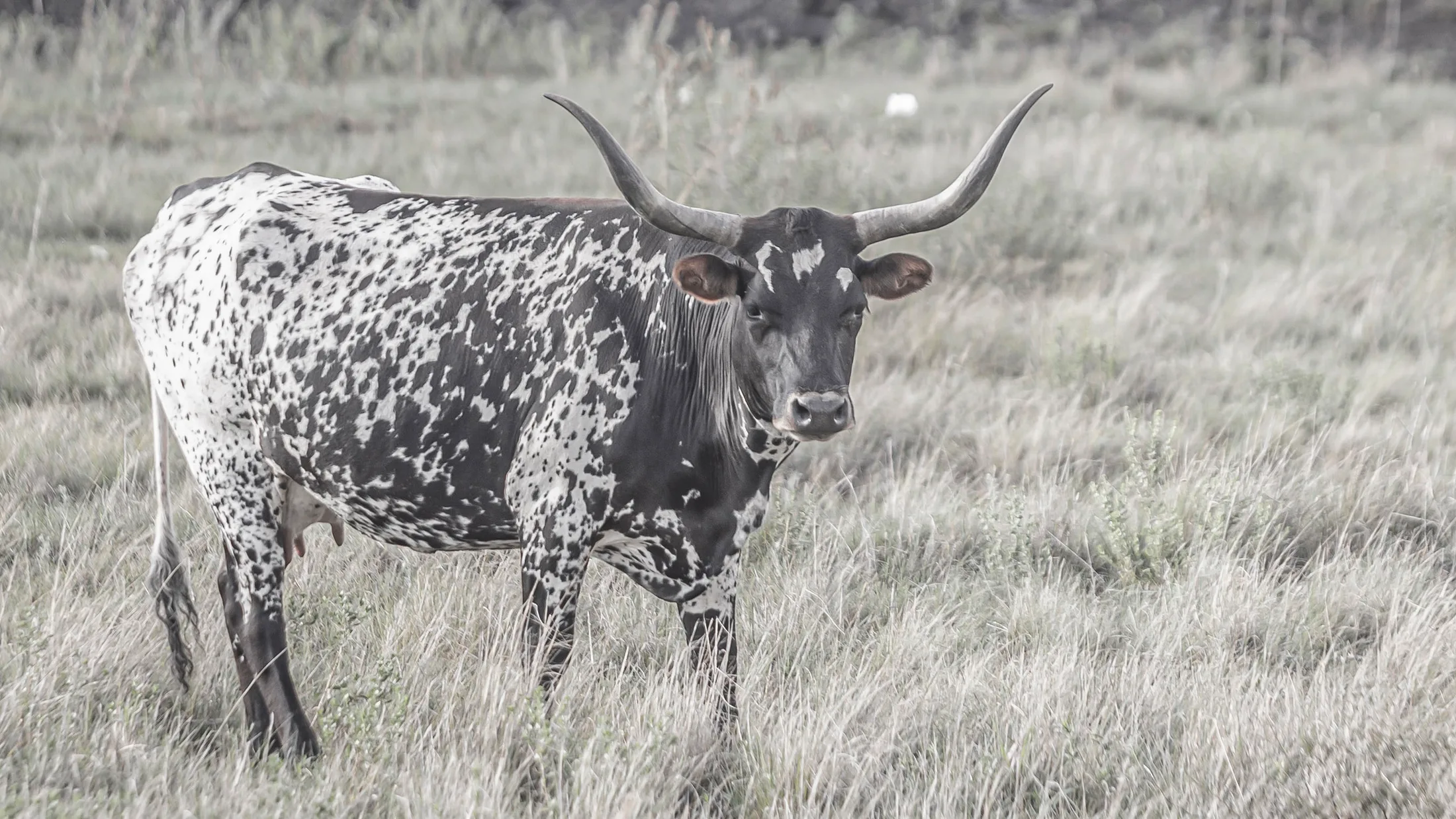 Texas Longhorn Sonoita AZ, animals, a fine art photograph by Michael Joseph Baca, Casa de Baca Studios, Florence, Arizona