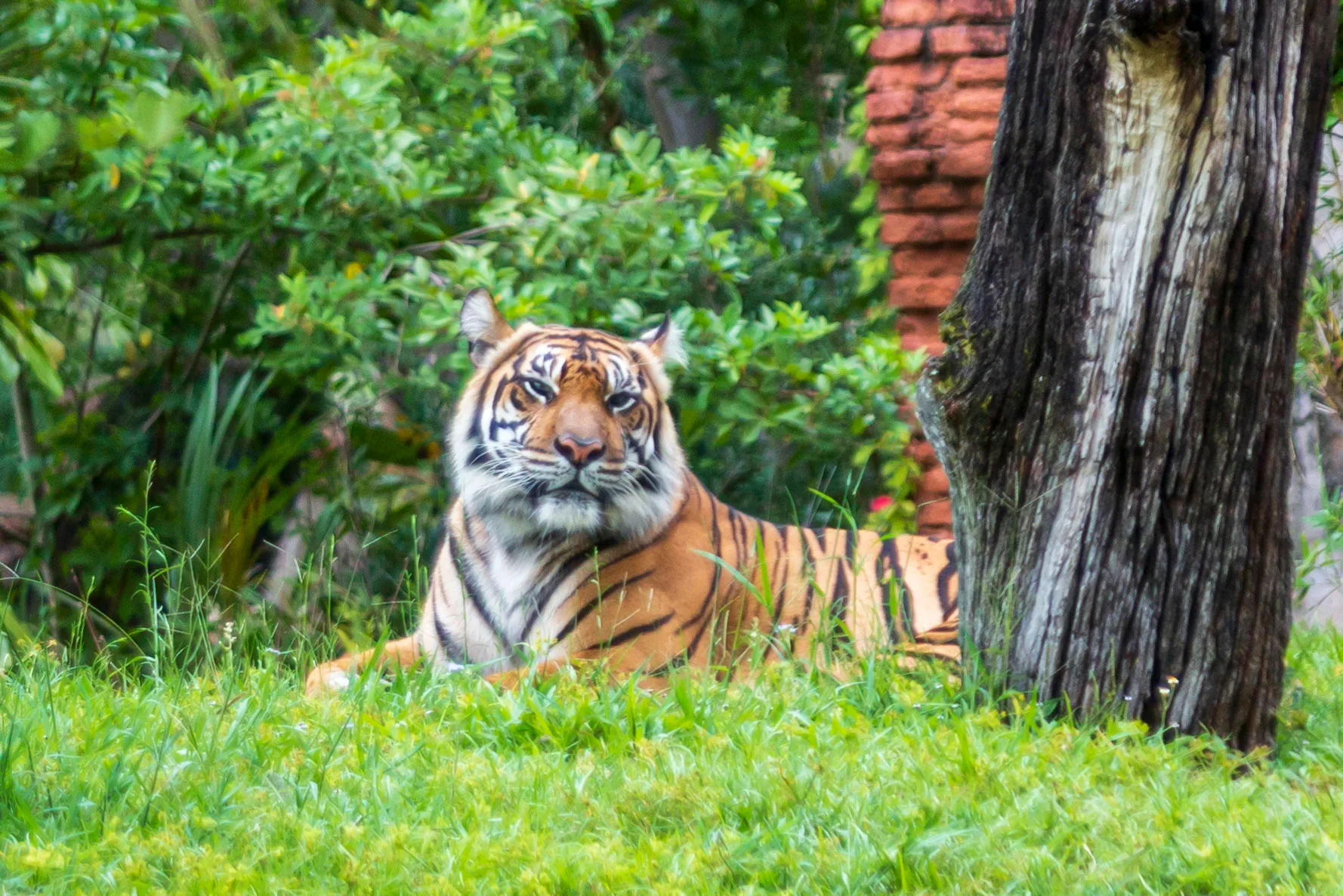 Tiger at Animal Kingdom FL, animals, a fine art photograph by Michael Joseph Baca, Casa de Baca Studios, Florence, Arizona