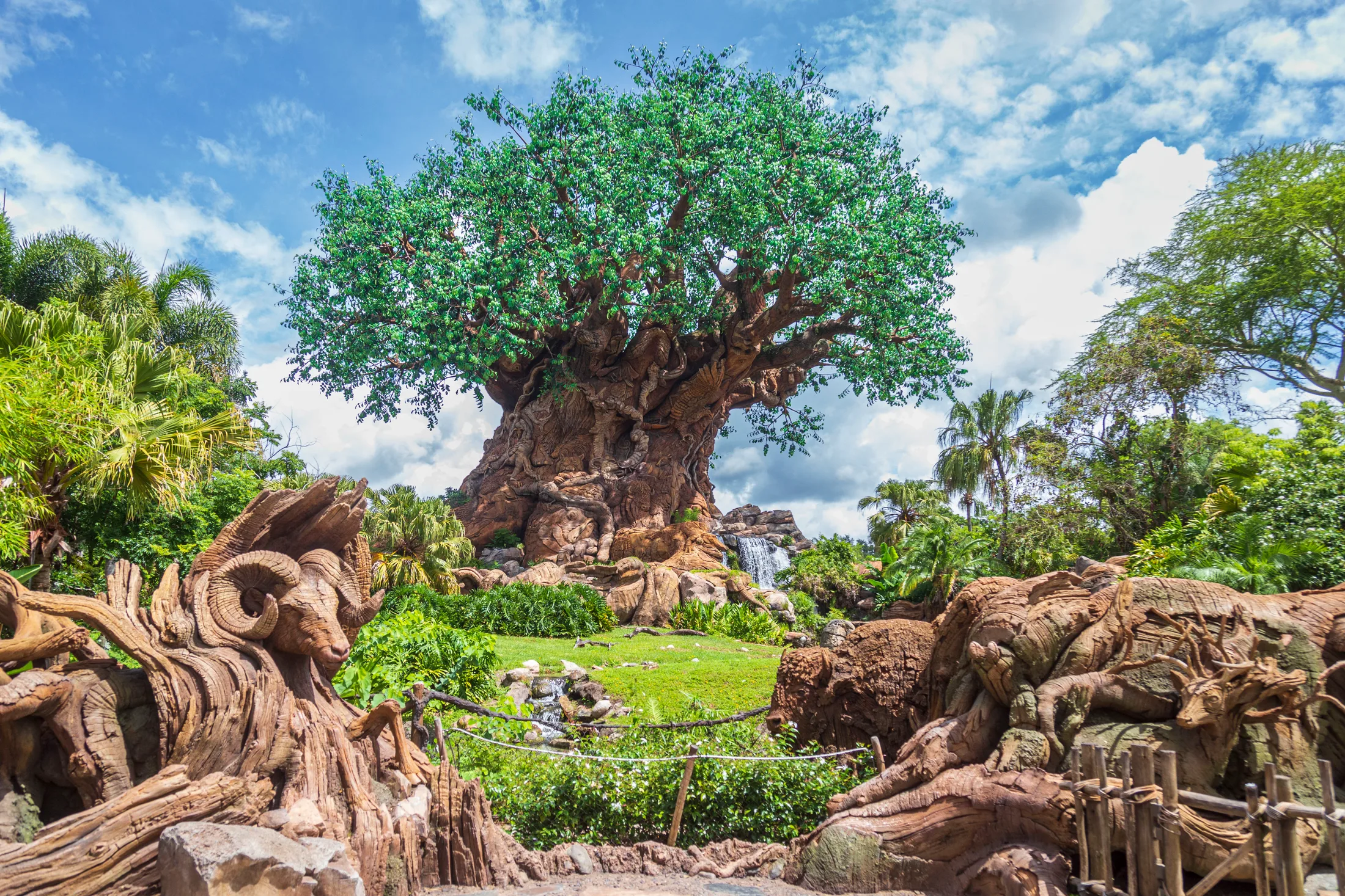 Tree of Life Animal Kingdom FL, flowers and plants, a fine art photograph by Michael Joseph Baca