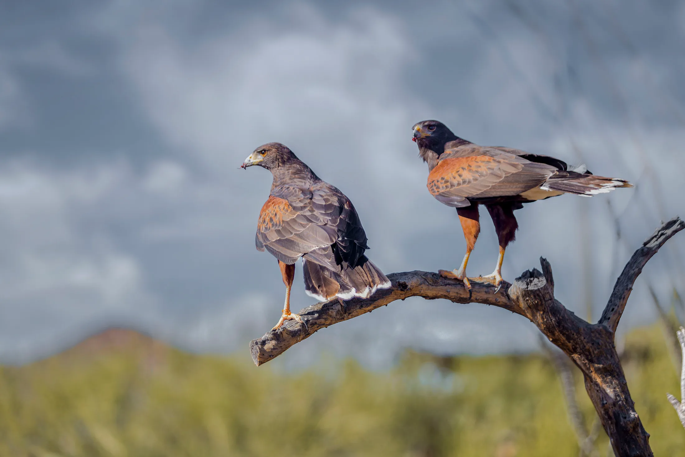 Two Harris's Hawks Tucson AZ, animals, a fine art photograph by Michael Joseph Baca, Casa de Baca Studios, Florence, Arizona