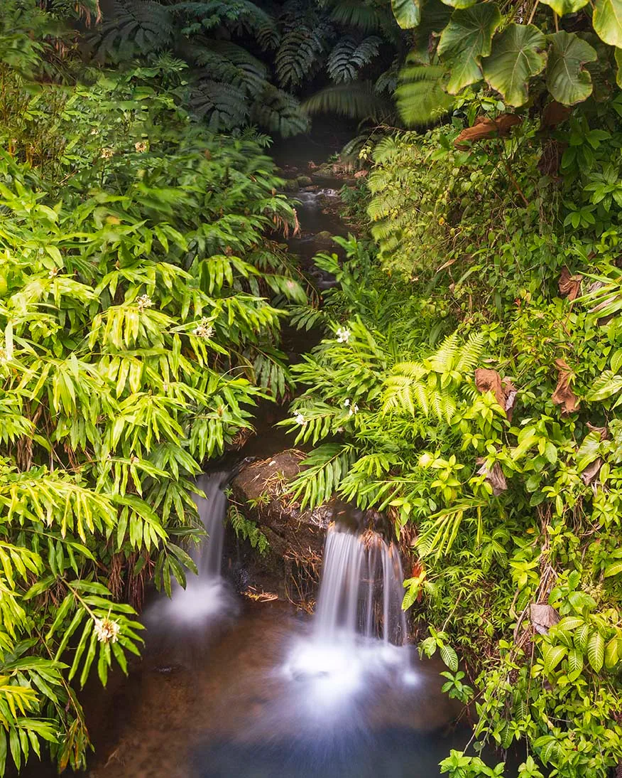 waterfall at Akaka Falls State Park Big Island Hawaii, ocean and lake and river and pier, a fine art photograph