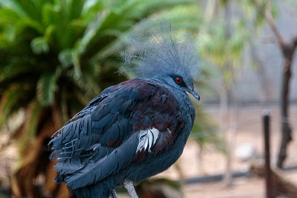 Western Crowned Pigeon, animals, a fine art photograph by Janell Evelyn Baca, Casa de Baca Studios, Florence, Arizona