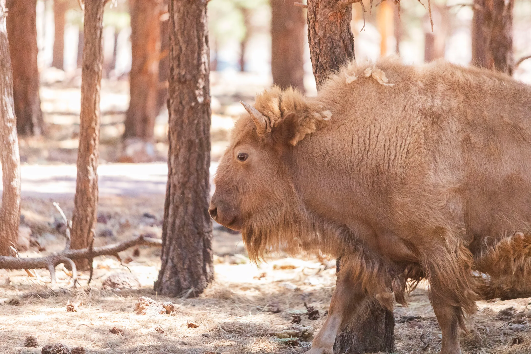 White American Bison at Bearizona, animals, a fine art photograph by Michael Joseph Baca