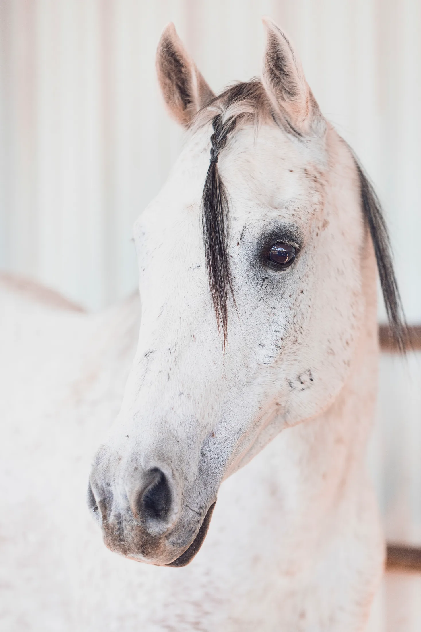 White Horse Arizona, animals, a fine art photograph by Michael Joseph Baca, Casa de Baca Studios, Florence, Arizona
