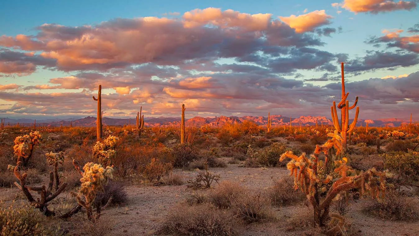 Whitlow Ranch Road saguaro & cholla Sunset, a fine art photograph by Janell Evelyn Baca