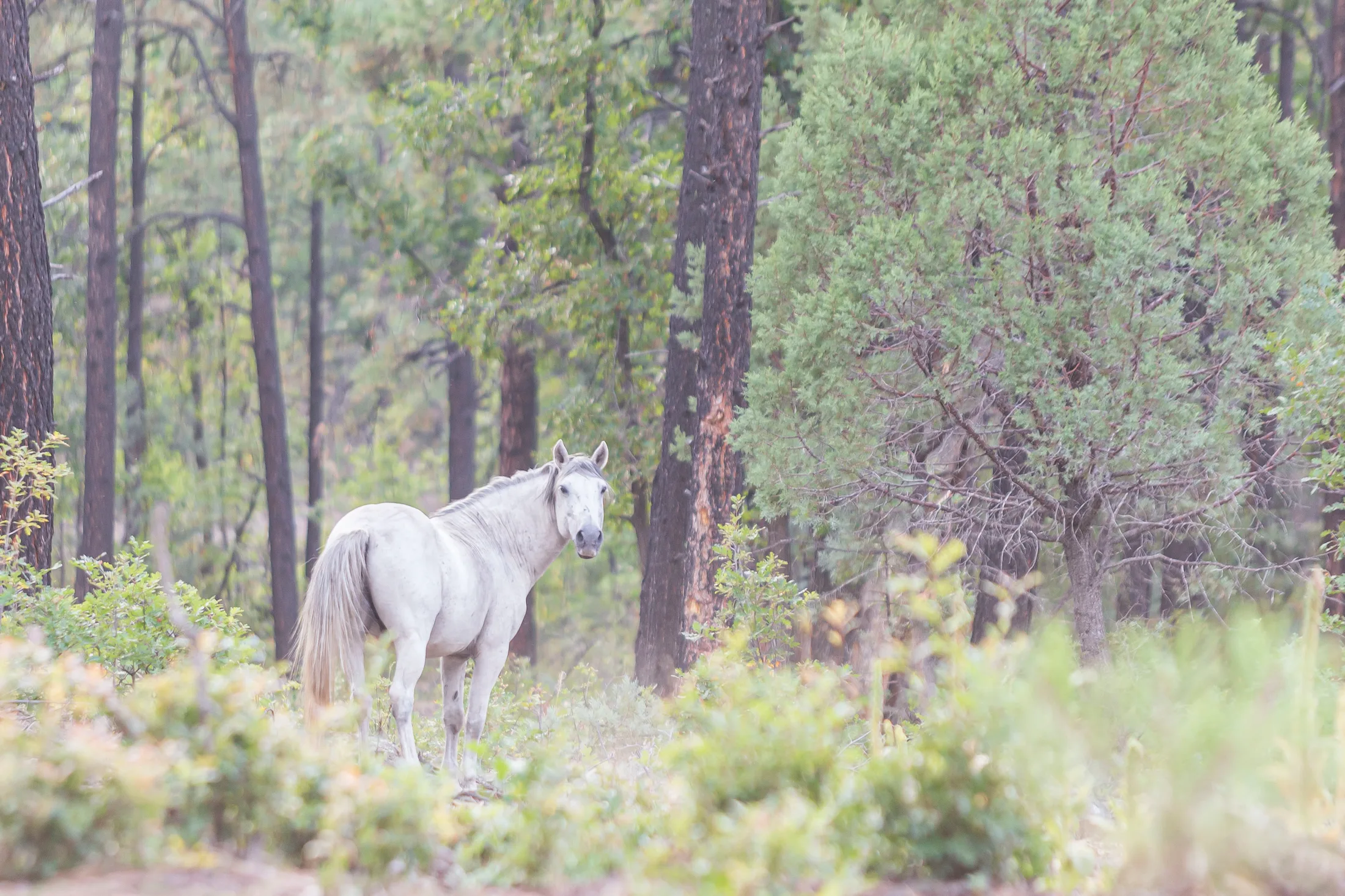 Wild Horse McNary AZ, animals, a fine art photograph by Michael Joseph Baca, Casa de Baca Studios, Florence, Arizona
