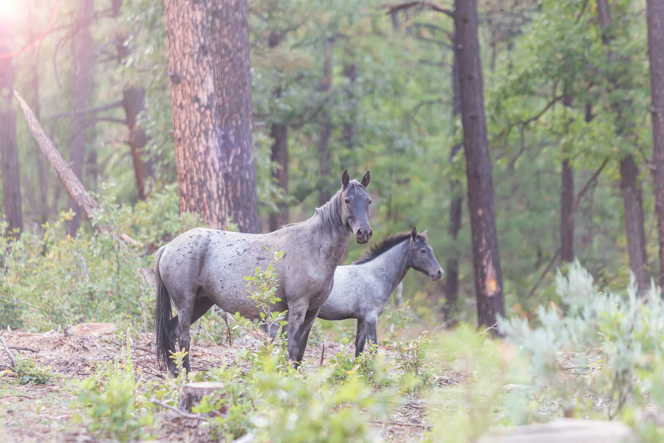 Wild Horses McNary AZ, animals, a fine art photograph by Michael Joseph Baca, Casa de Baca Studios, Florence, Arizona