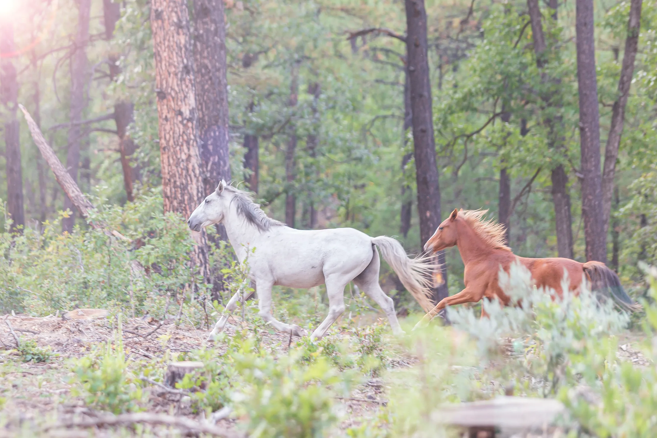 Wild Horses McNary AZ, animals, a fine art photograph by Michael Joseph Baca, Casa de Baca Studios, Florence, Arizona