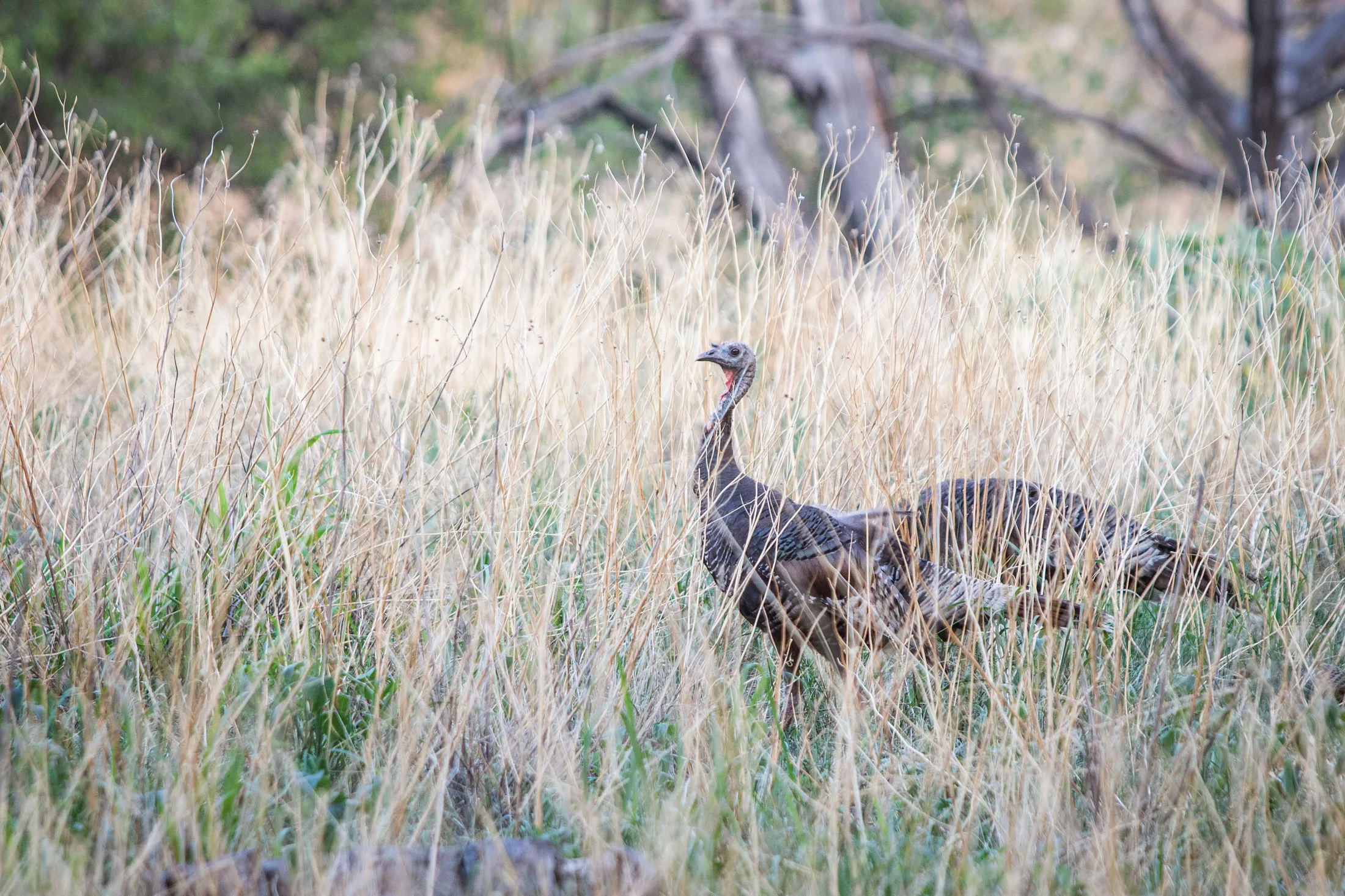 Wild turkey Chiricahua National Monument, animals, a fine art photograph by Michael Joseph Baca
