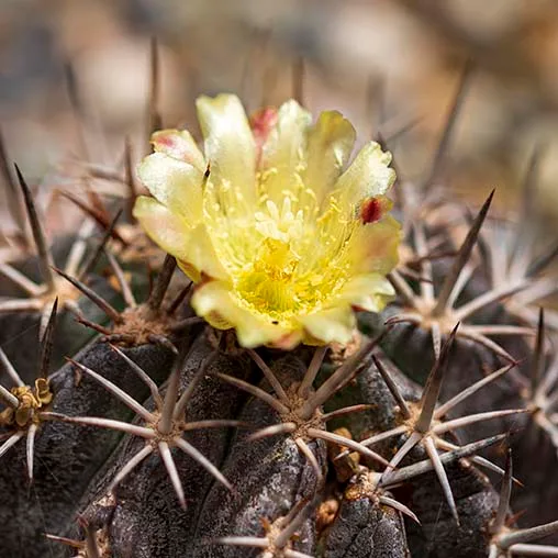 Yellow bloom of a Globose Cactus Boyce Thompson Arboretum, flowers and plants, a fine art photograph by Janell Evelyn Baca