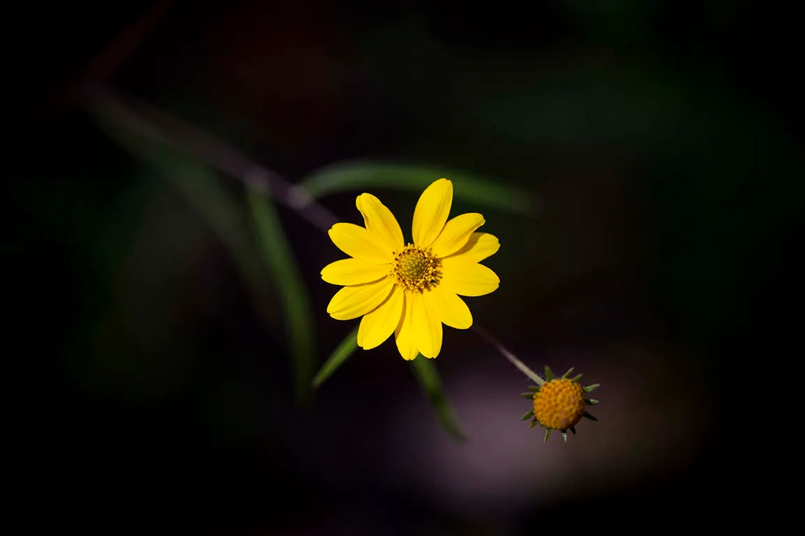 Yellow Wild Flower Florence AZ, flowers and plants, a fine art photograph by Janell Evelyn Baca